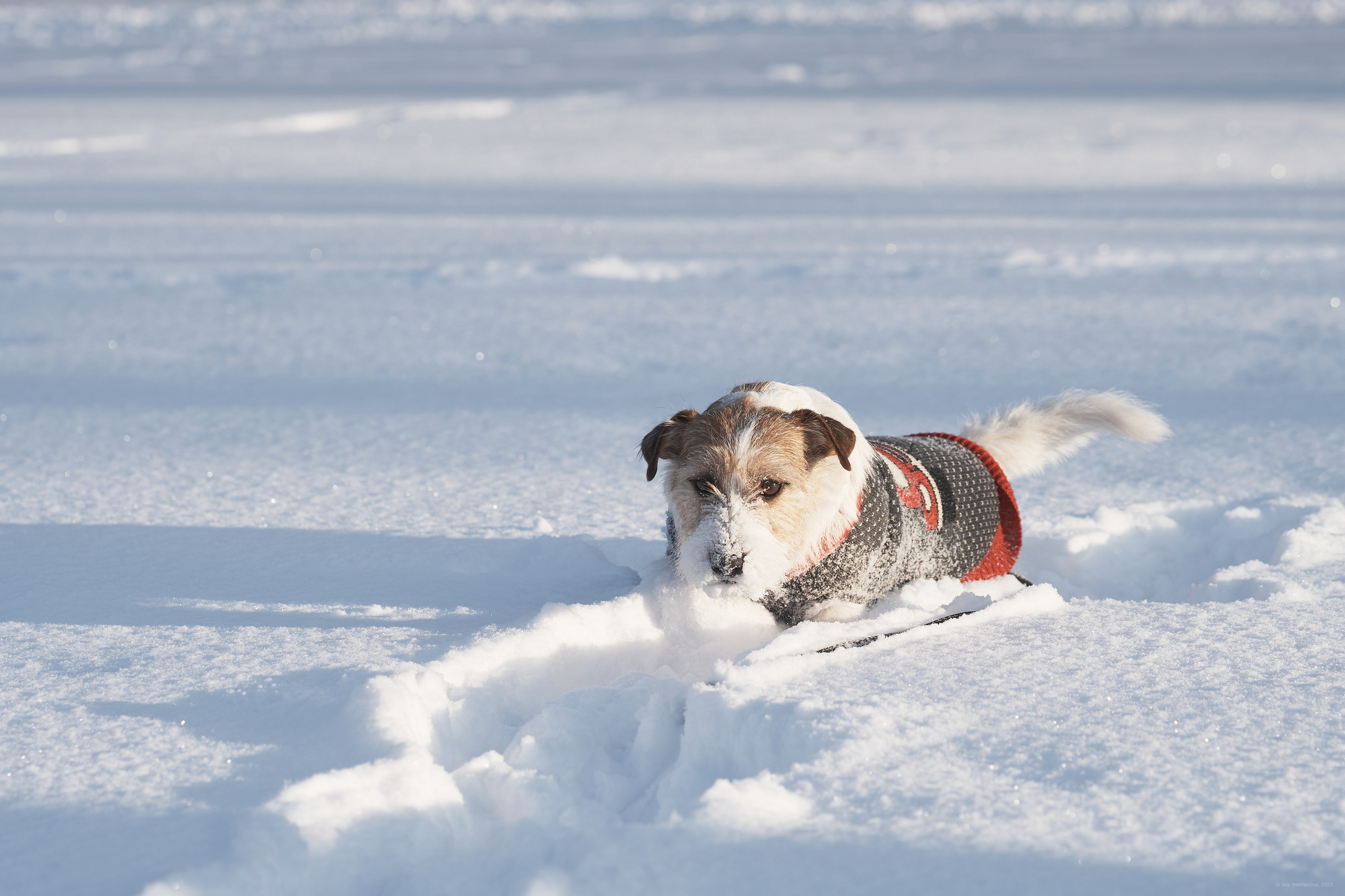 Jack Russell Terrier