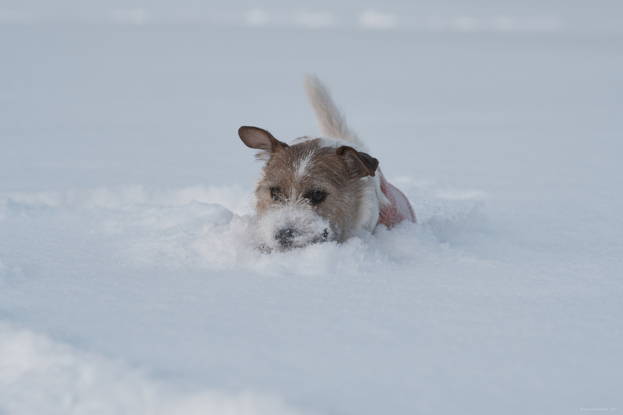 Jack Russell Terrier