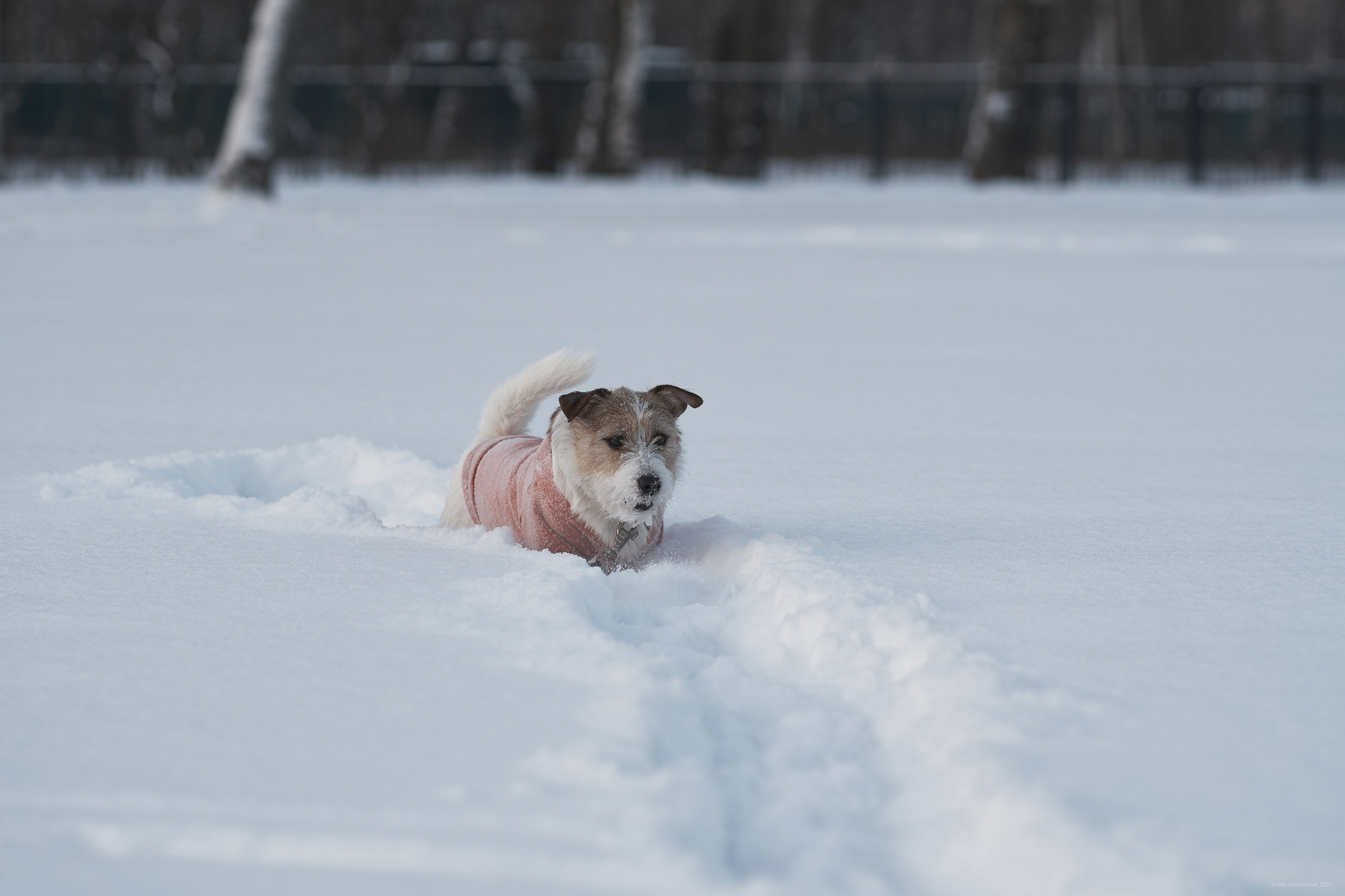 Jack Russell Terrier