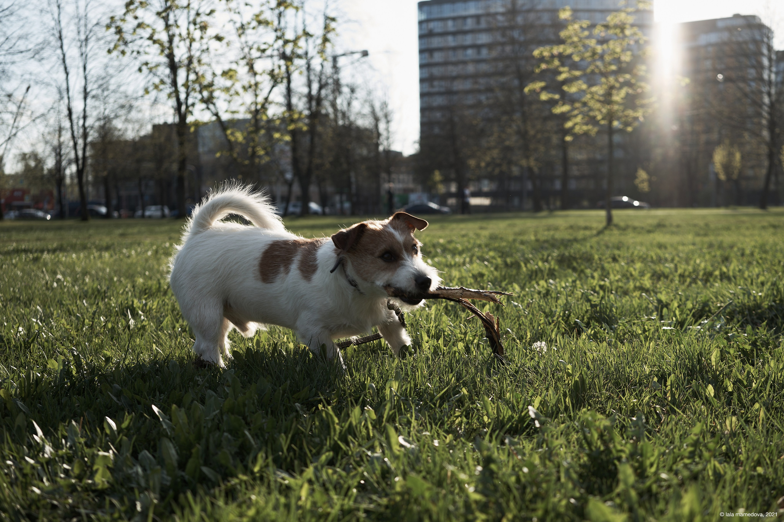 Jack Russell Terrier