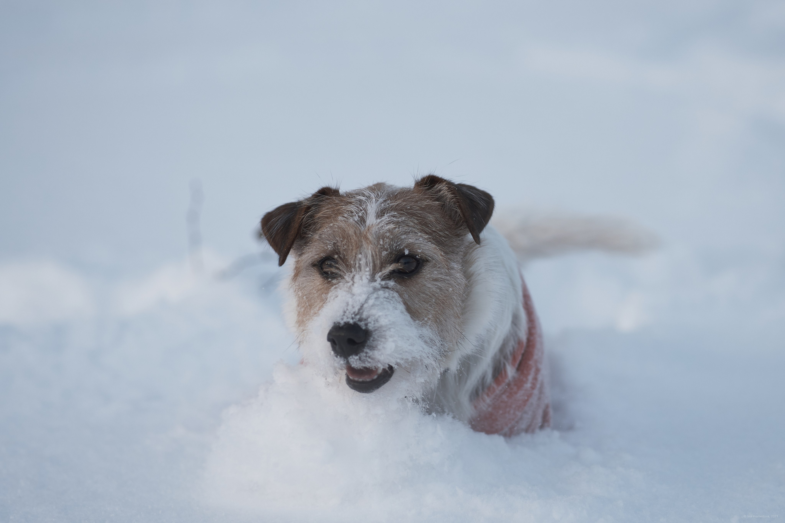 Jack Russell Terrier