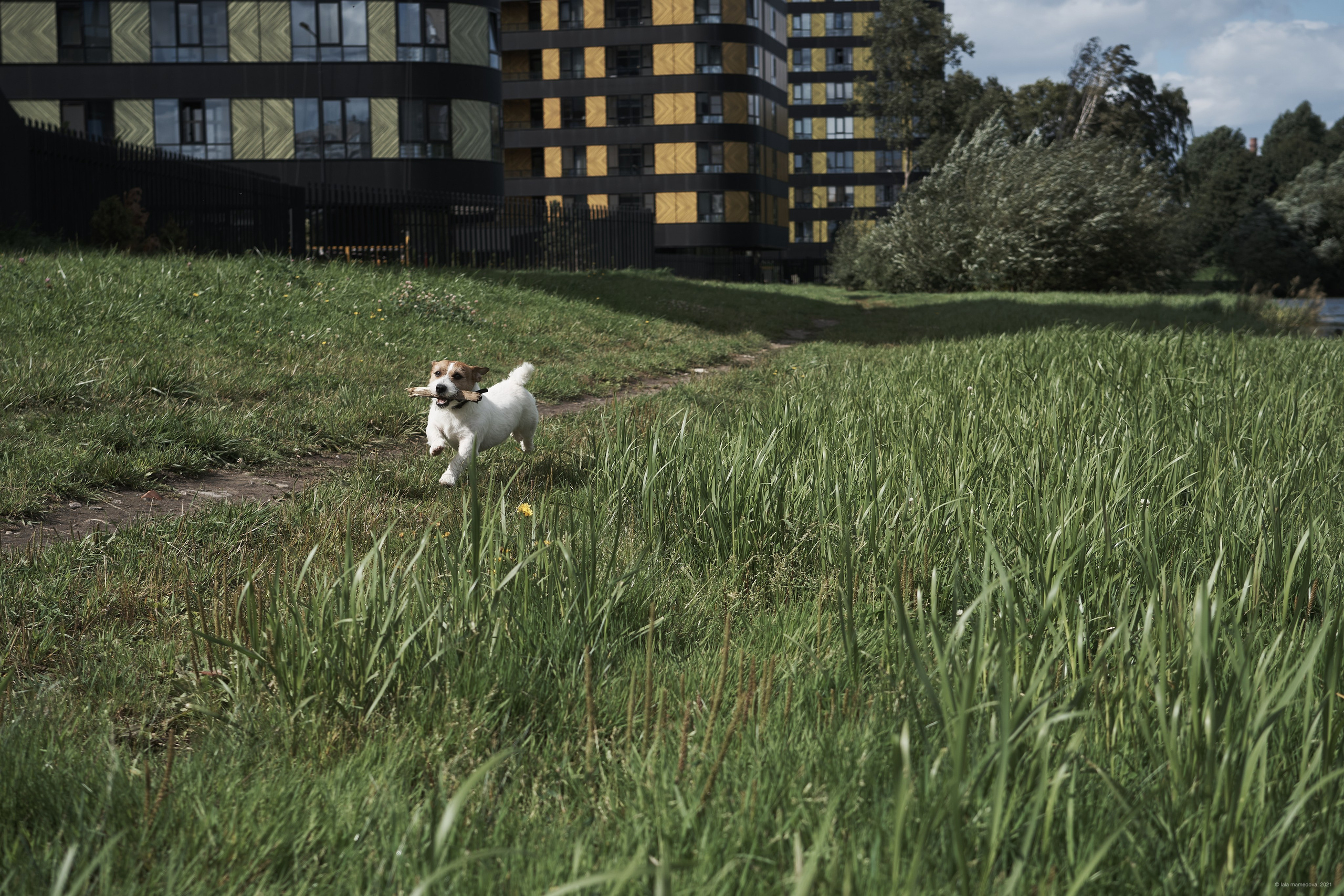 Jack Russell Terrier