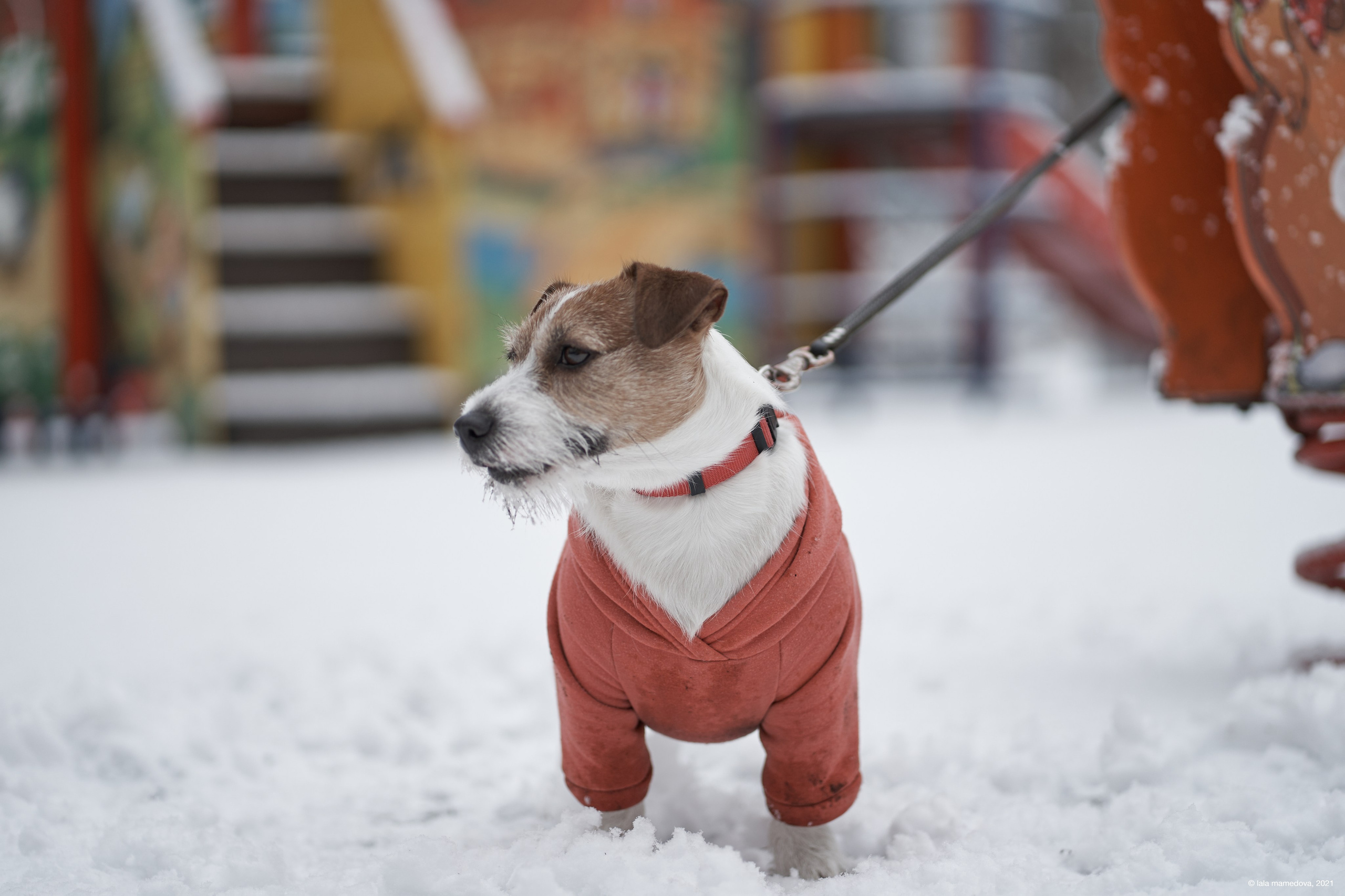 Jack Russell Terrier