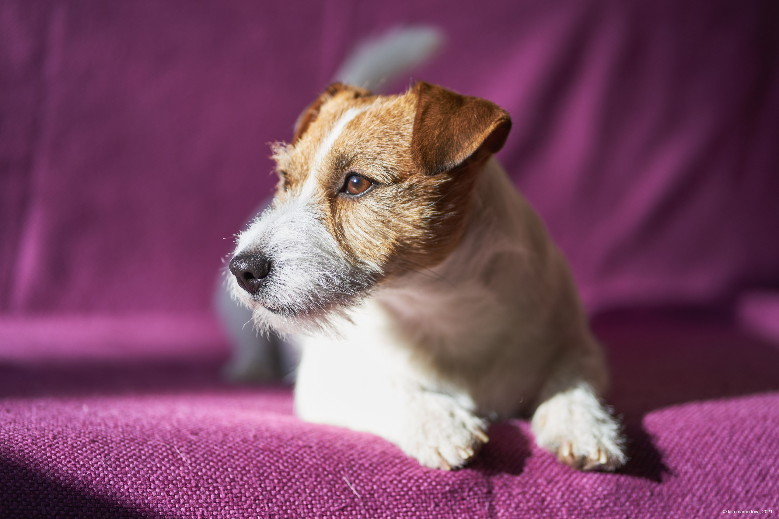 Jack Russell Terrier