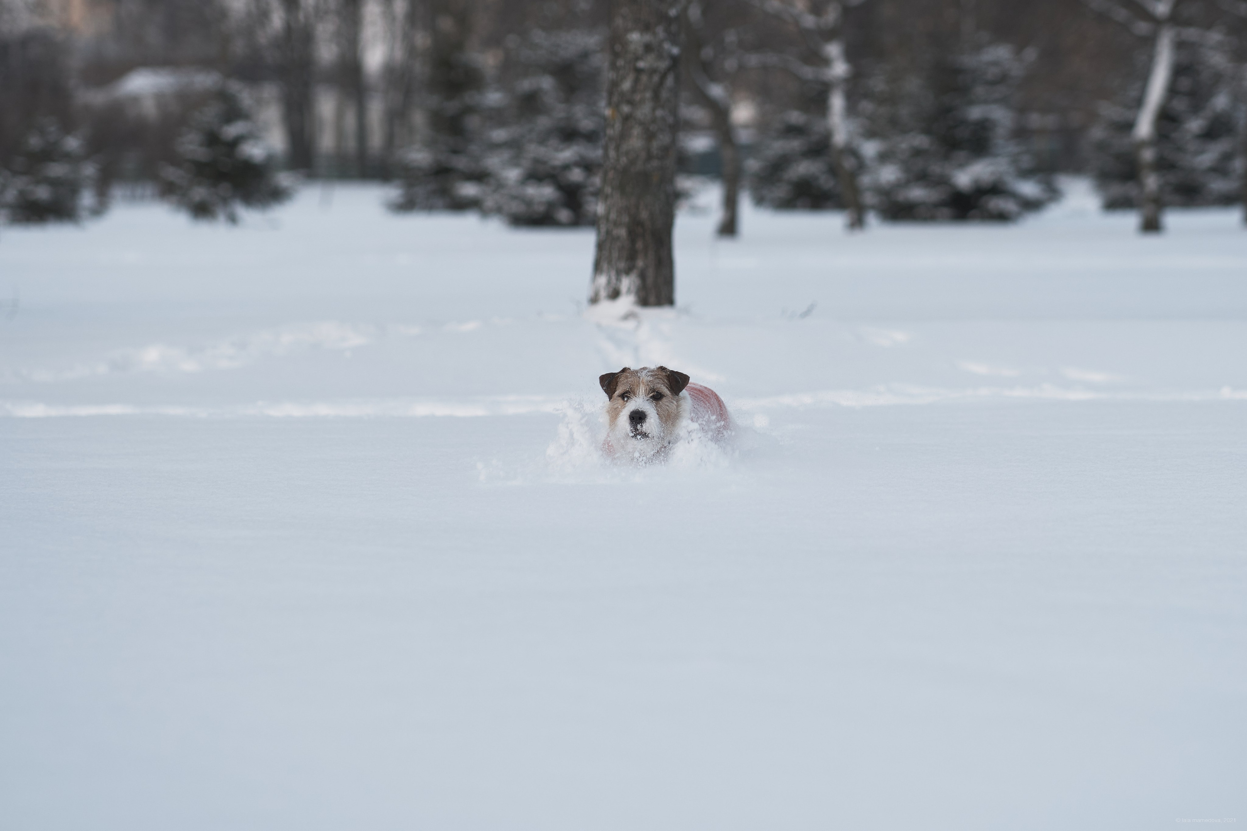 Jack Russell Terrier
