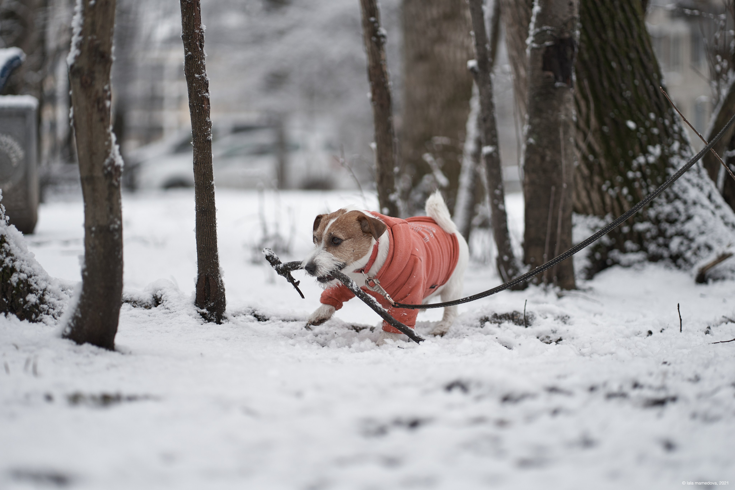 Jack Russell Terrier