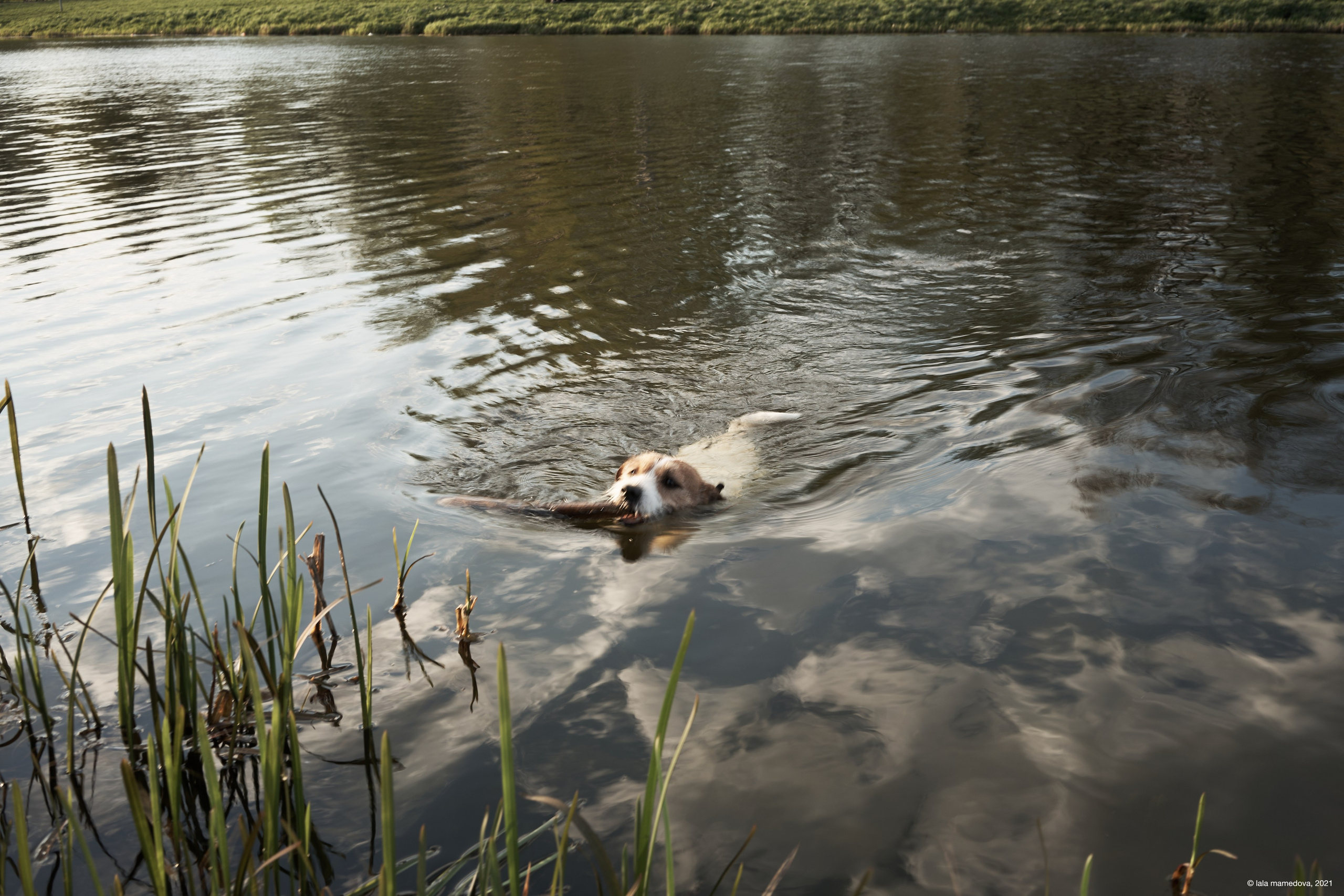 Jack Russell Terrier
