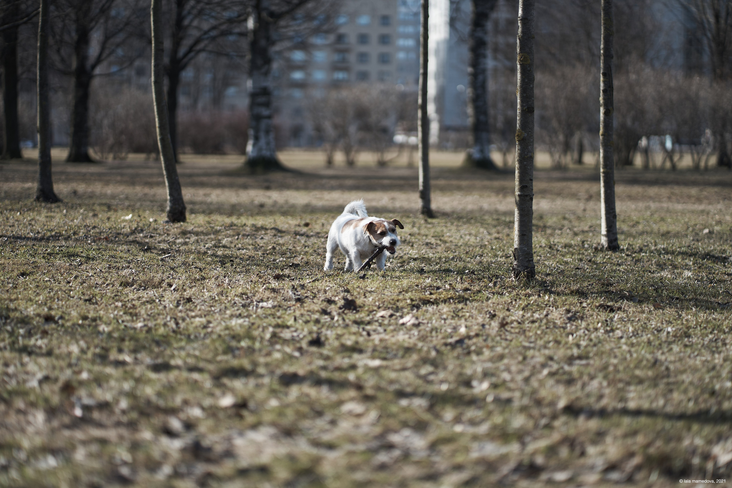 Jack Russell Terrier