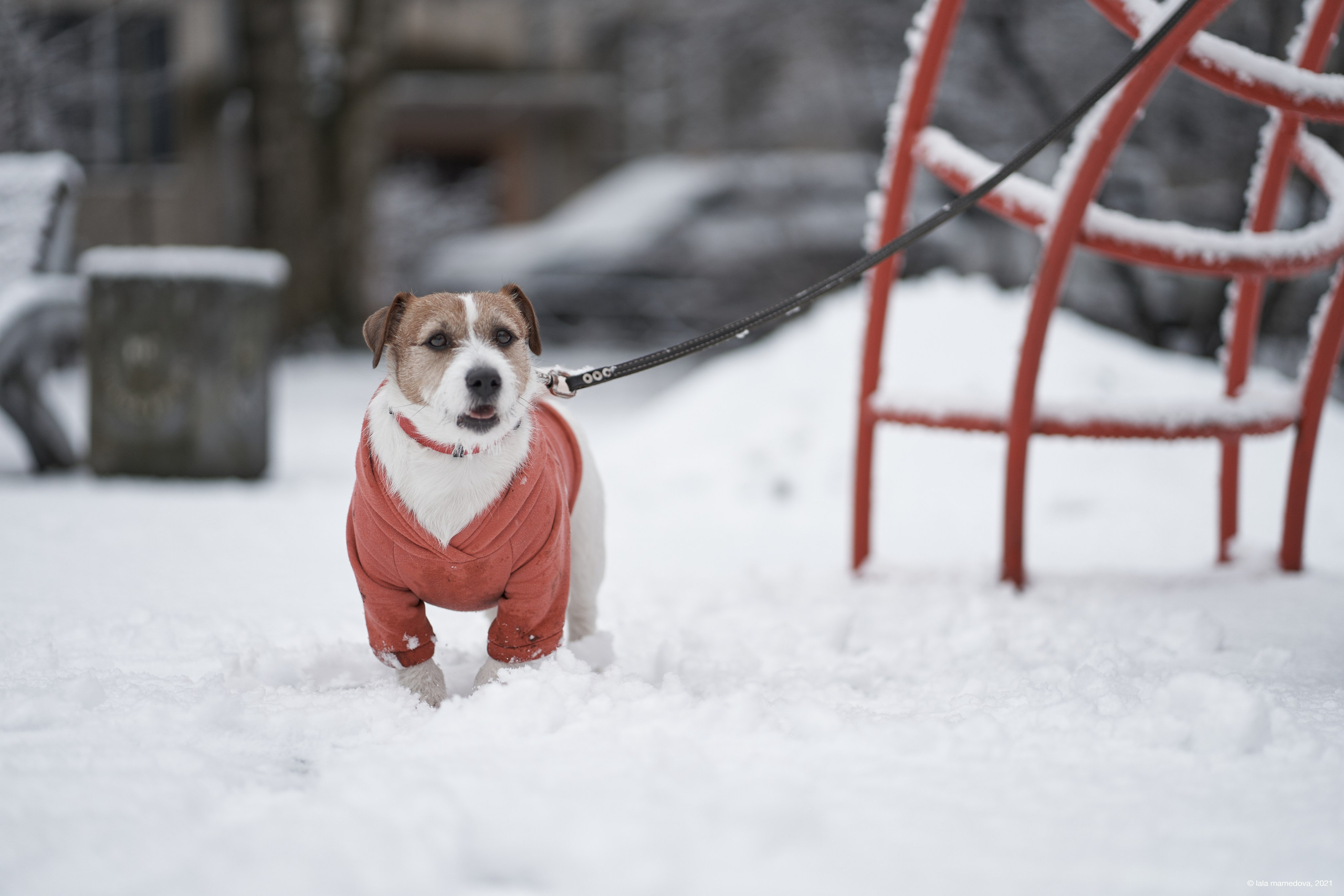 Jack Russell Terrier