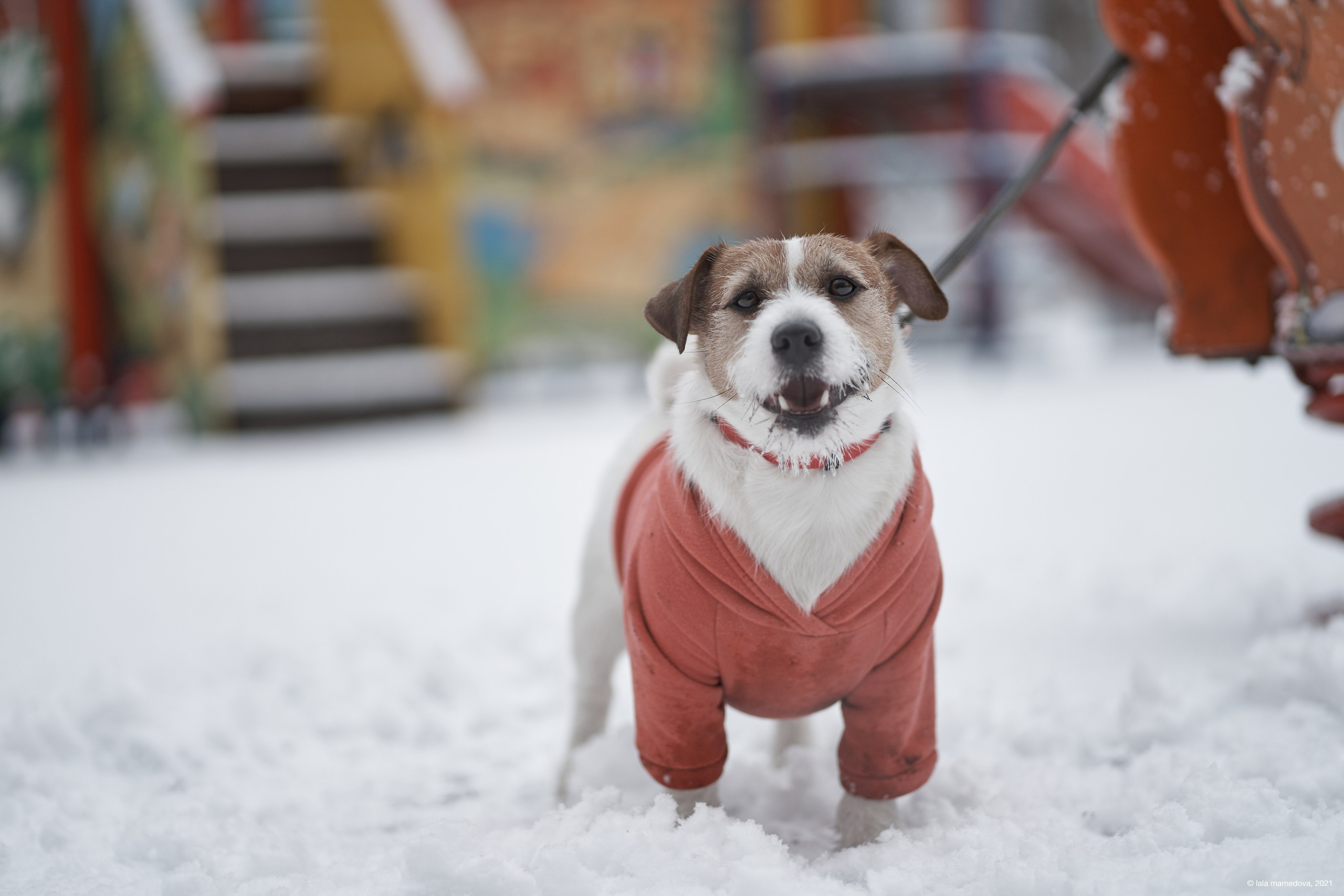 Jack Russell Terrier