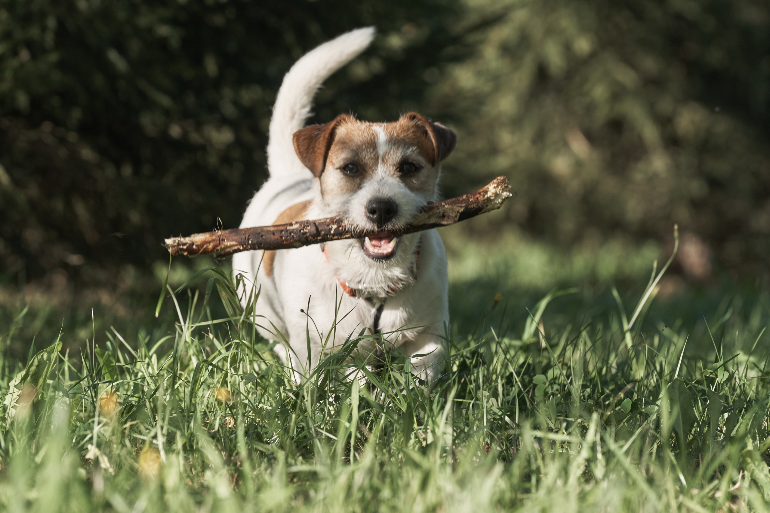 Jack Russell Terrier