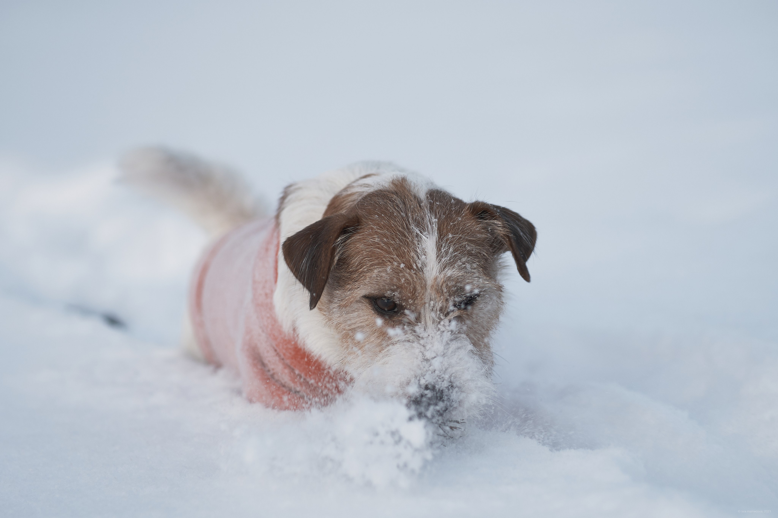 Jack Russell Terrier