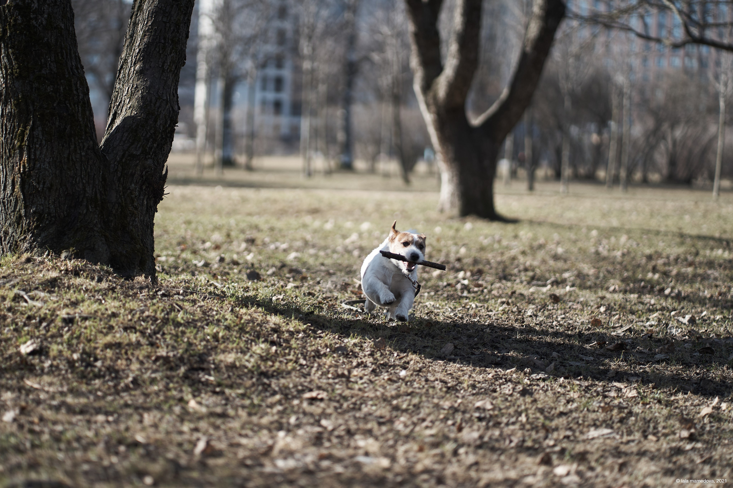Jack Russell Terrier