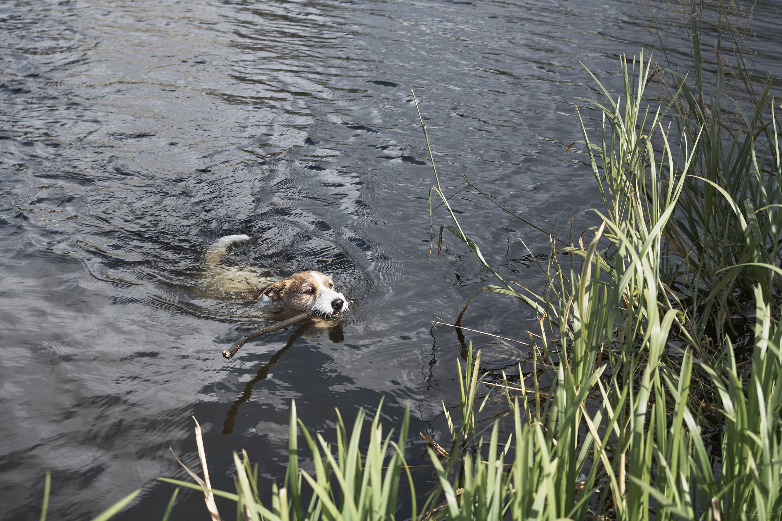 Jack Russell Terrier