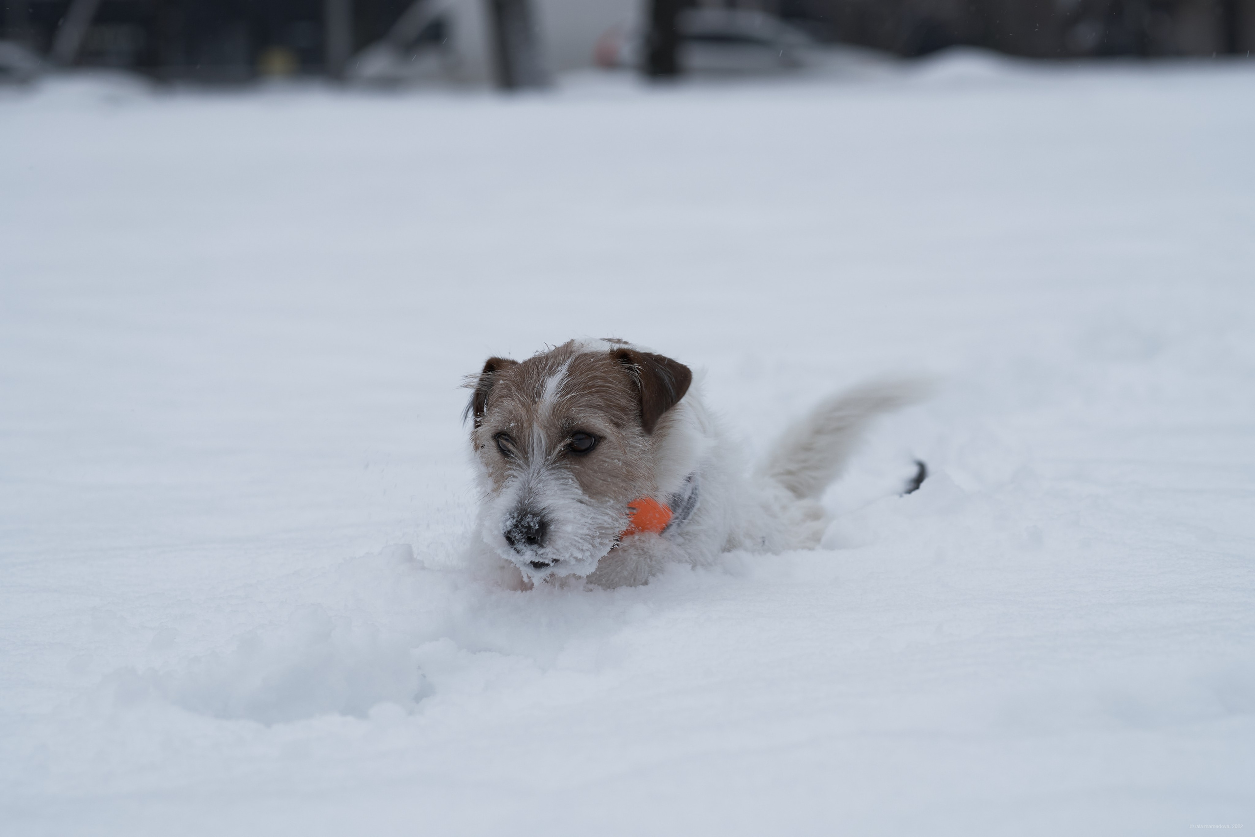 Jack Russell Terrier