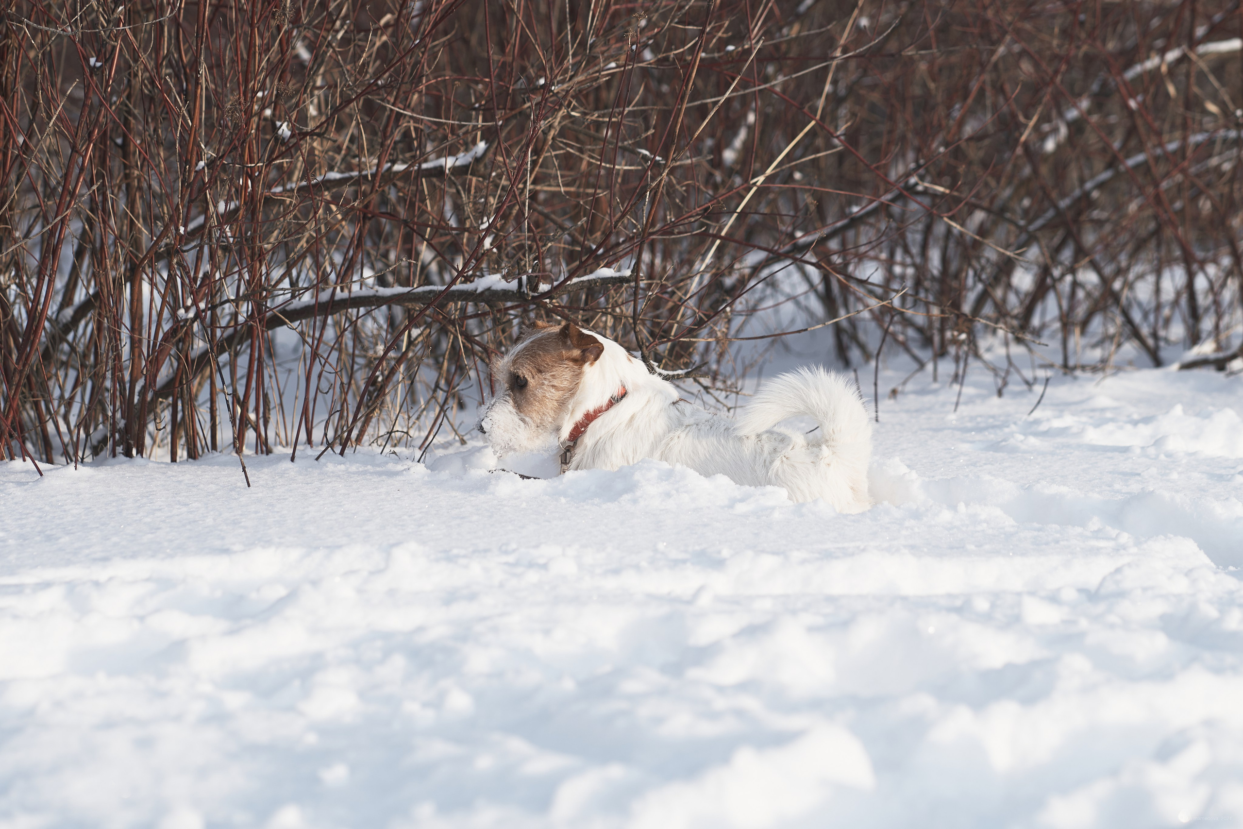 Jack Russell Terrier