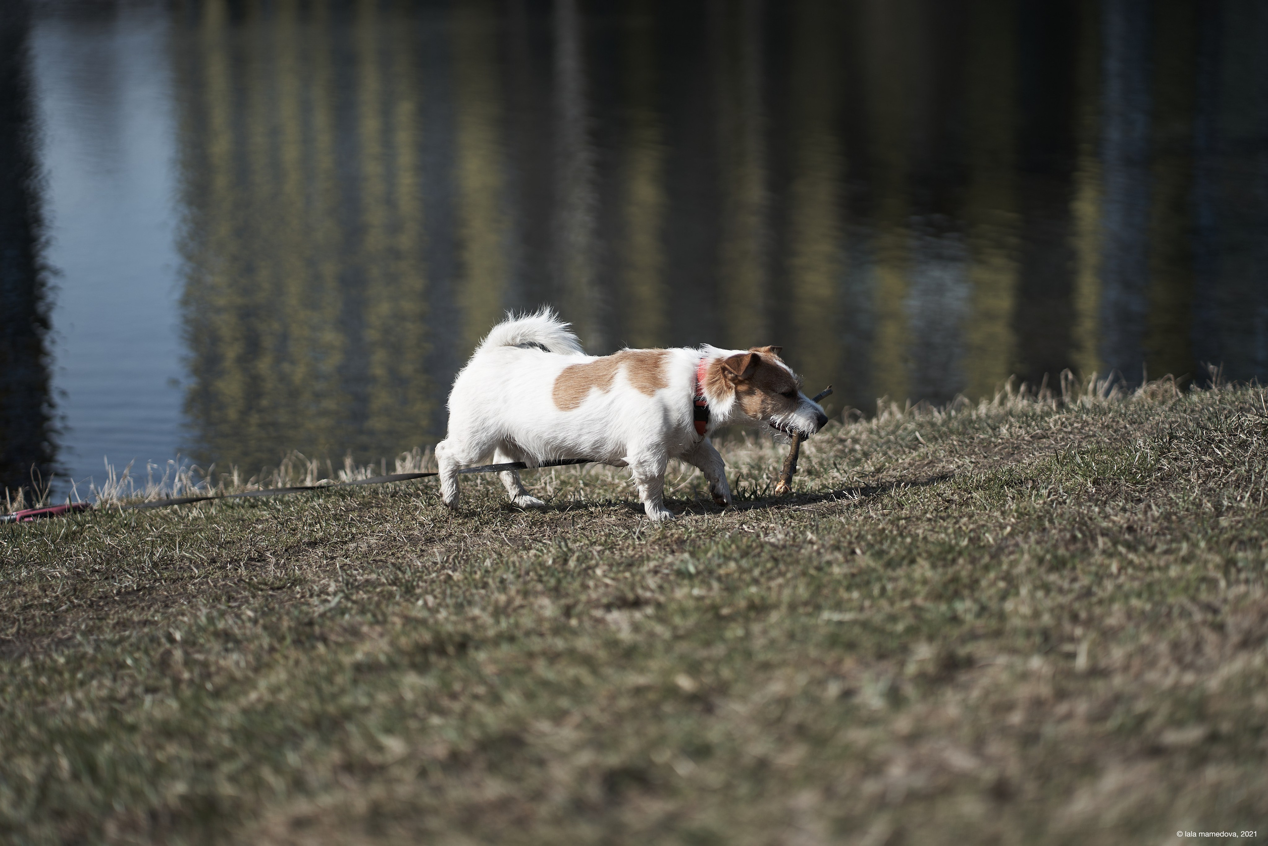 Jack Russell Terrier