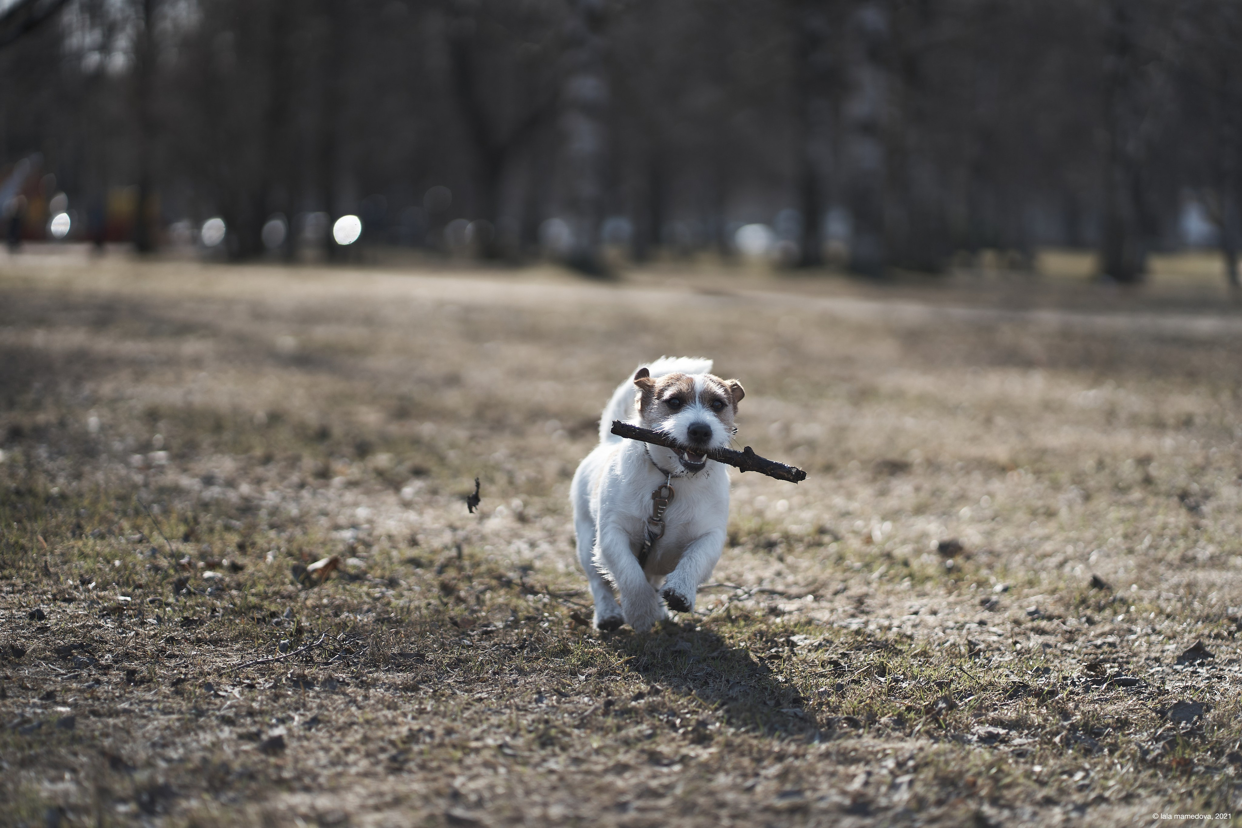 Jack Russell Terrier