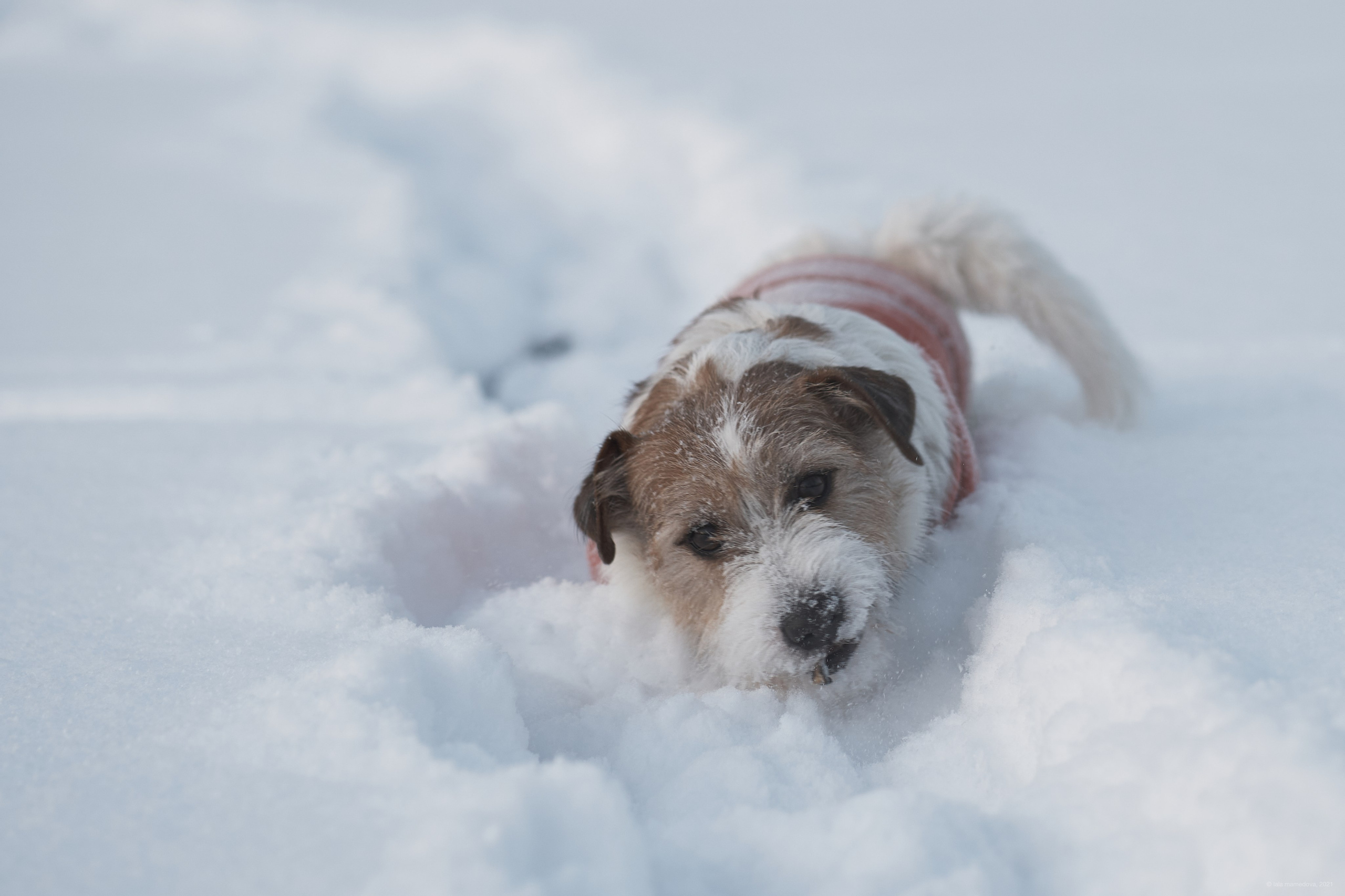Jack Russell Terrier