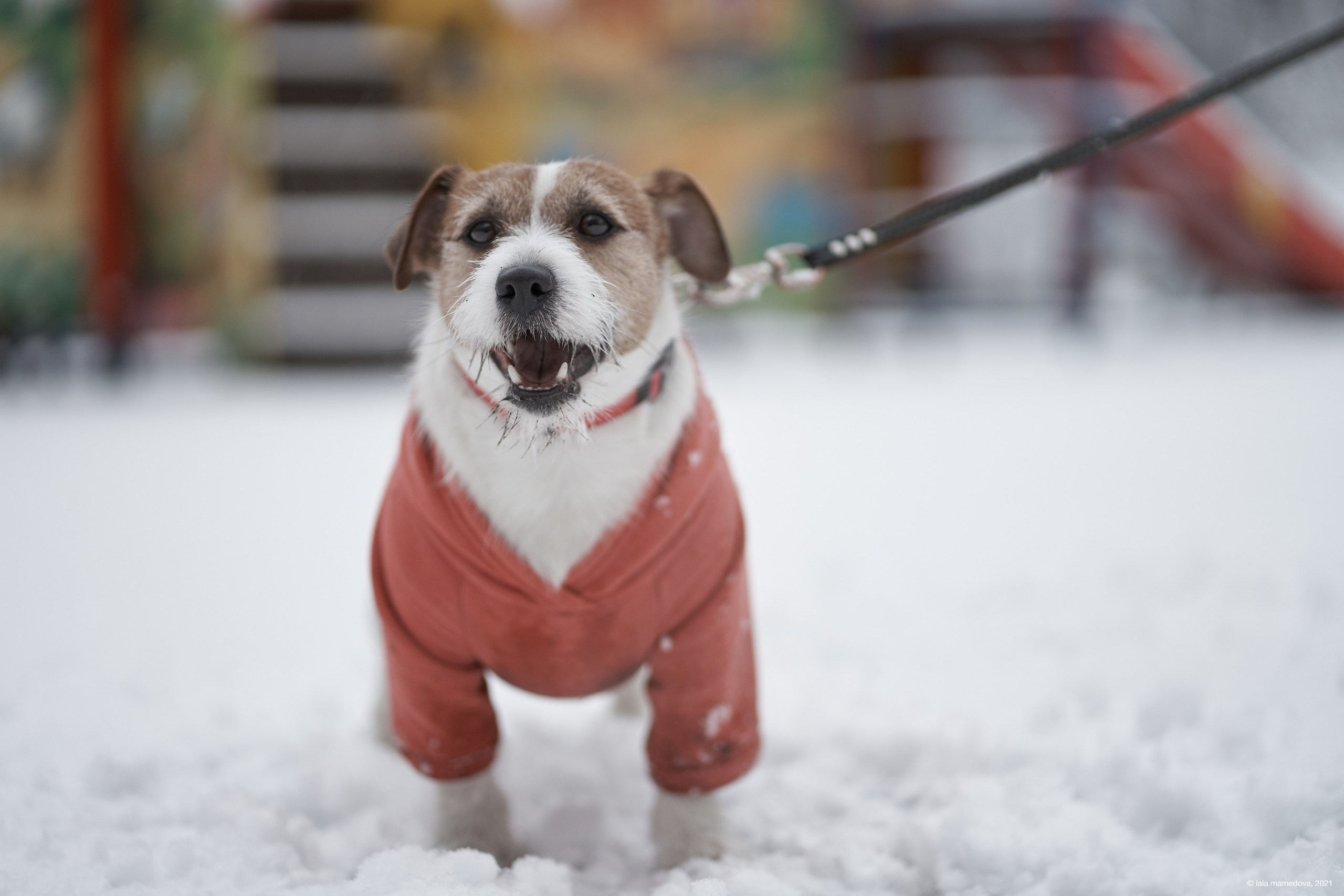 Jack Russell Terrier