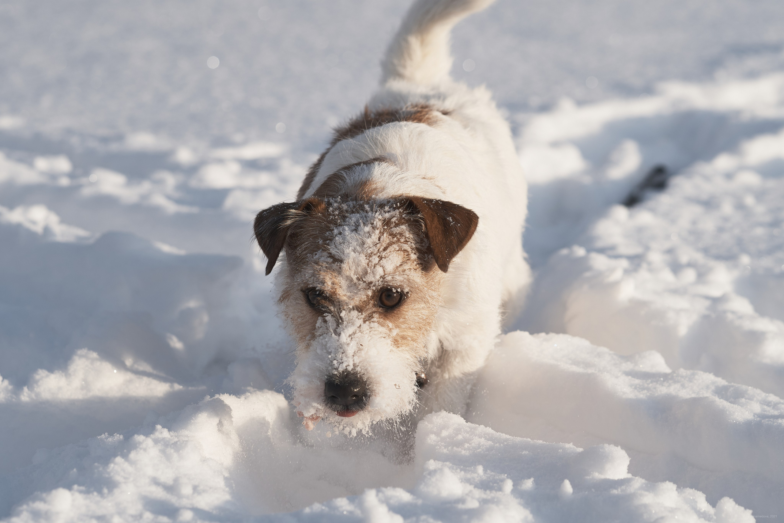 Jack Russell Terrier
