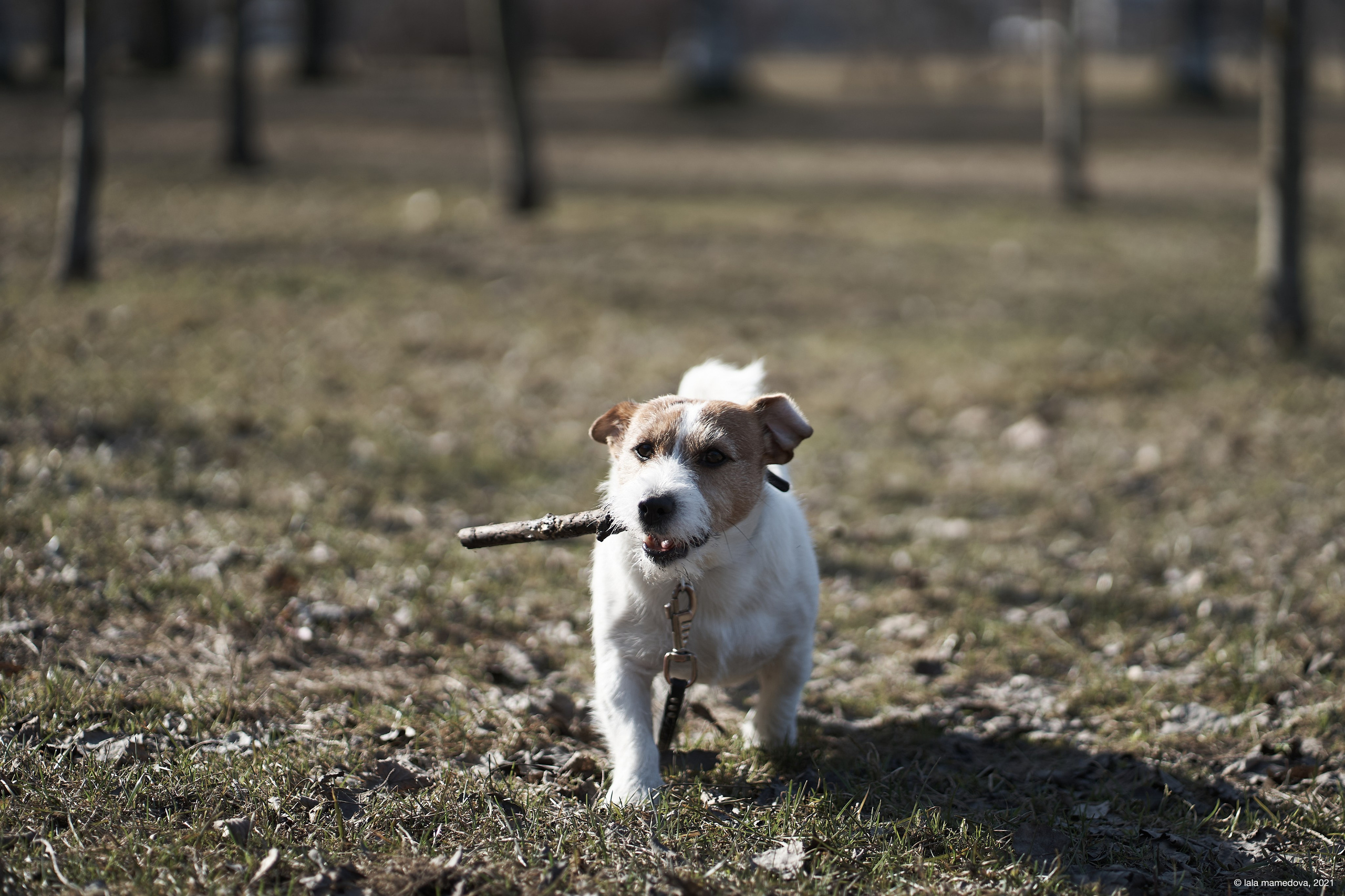 Jack Russell Terrier