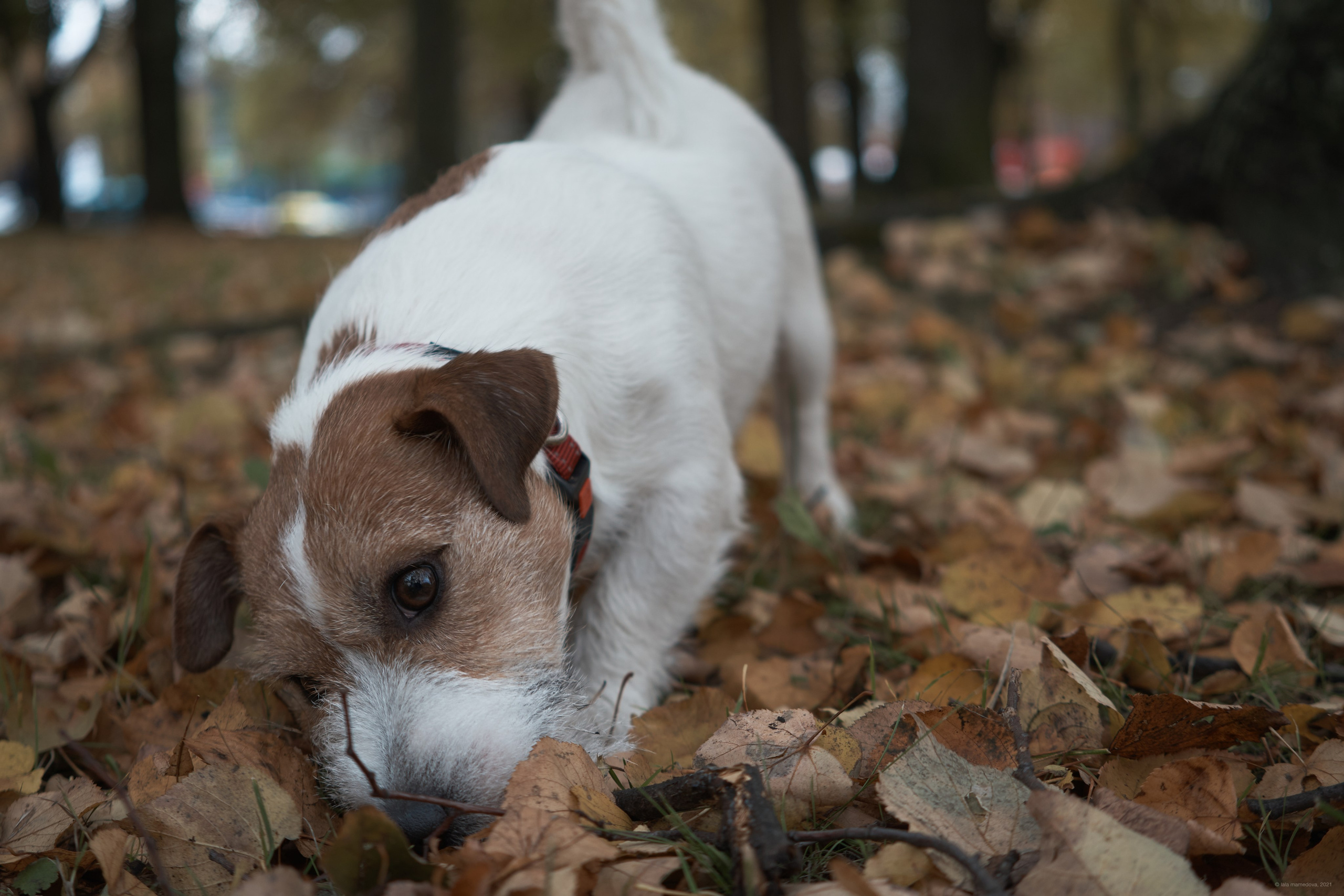 Jack Russell Terrier