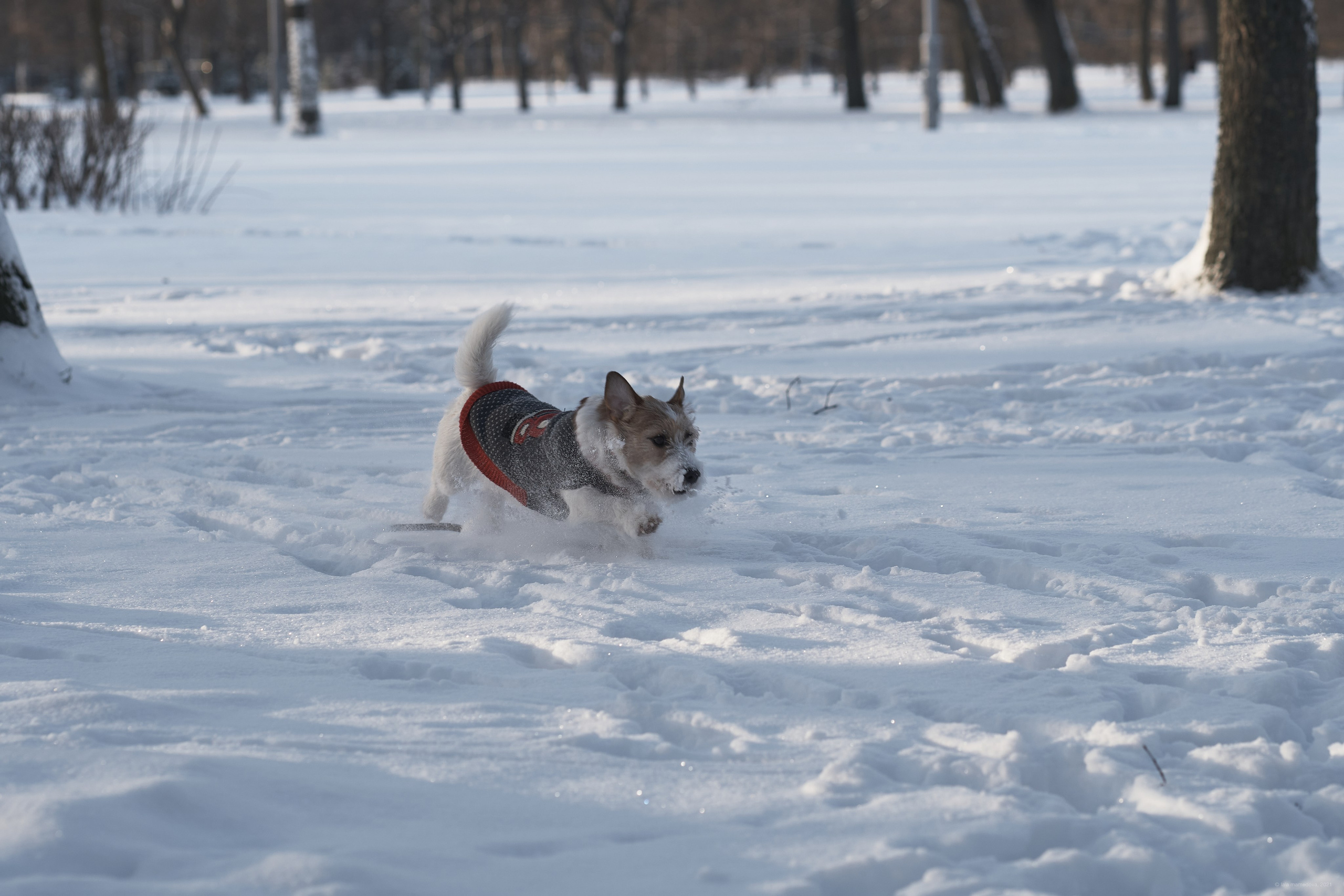 Jack Russell Terrier