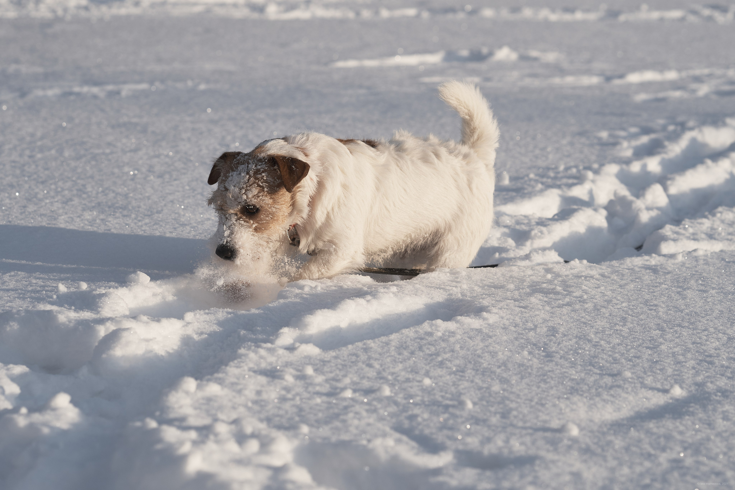 Jack Russell Terrier
