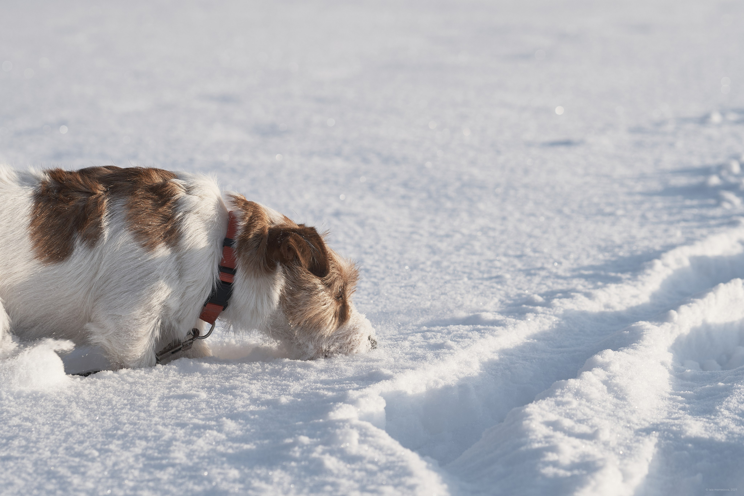 Jack Russell Terrier