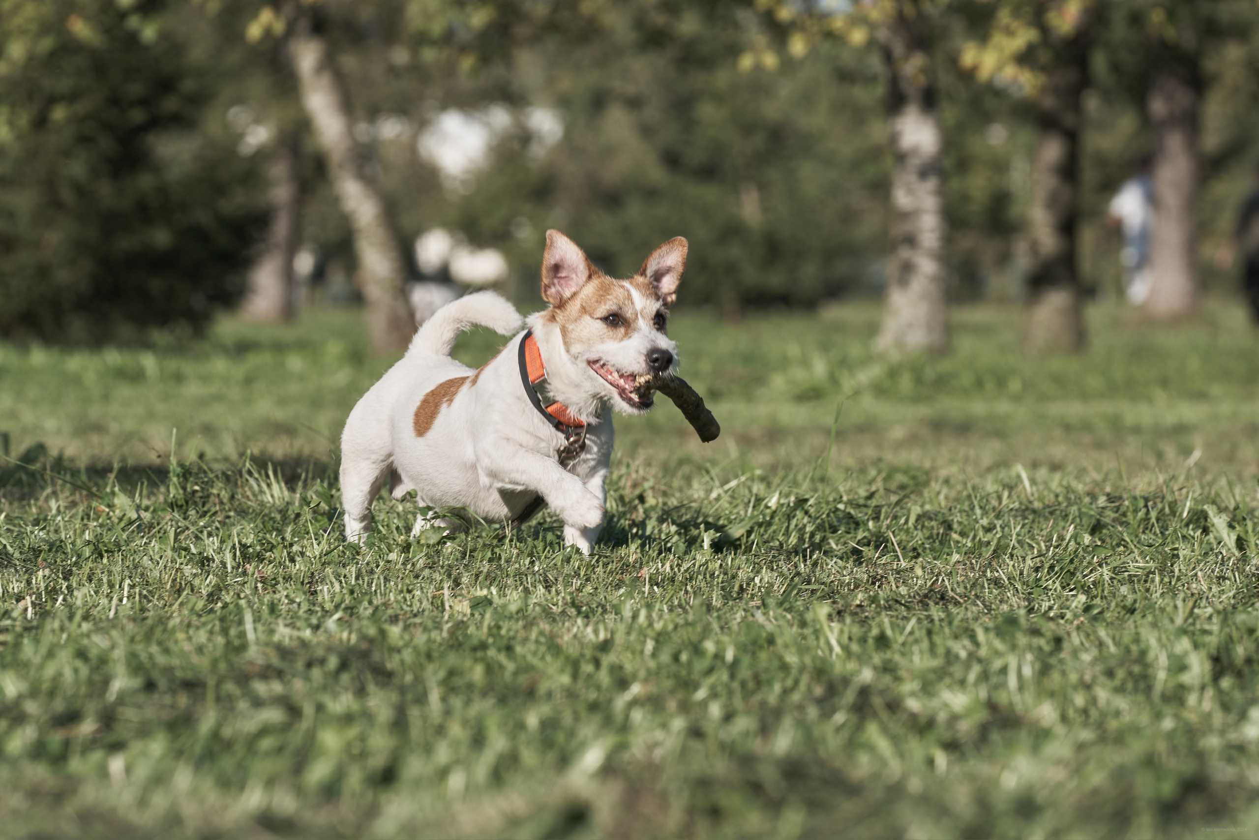 Jack Russell Terrier