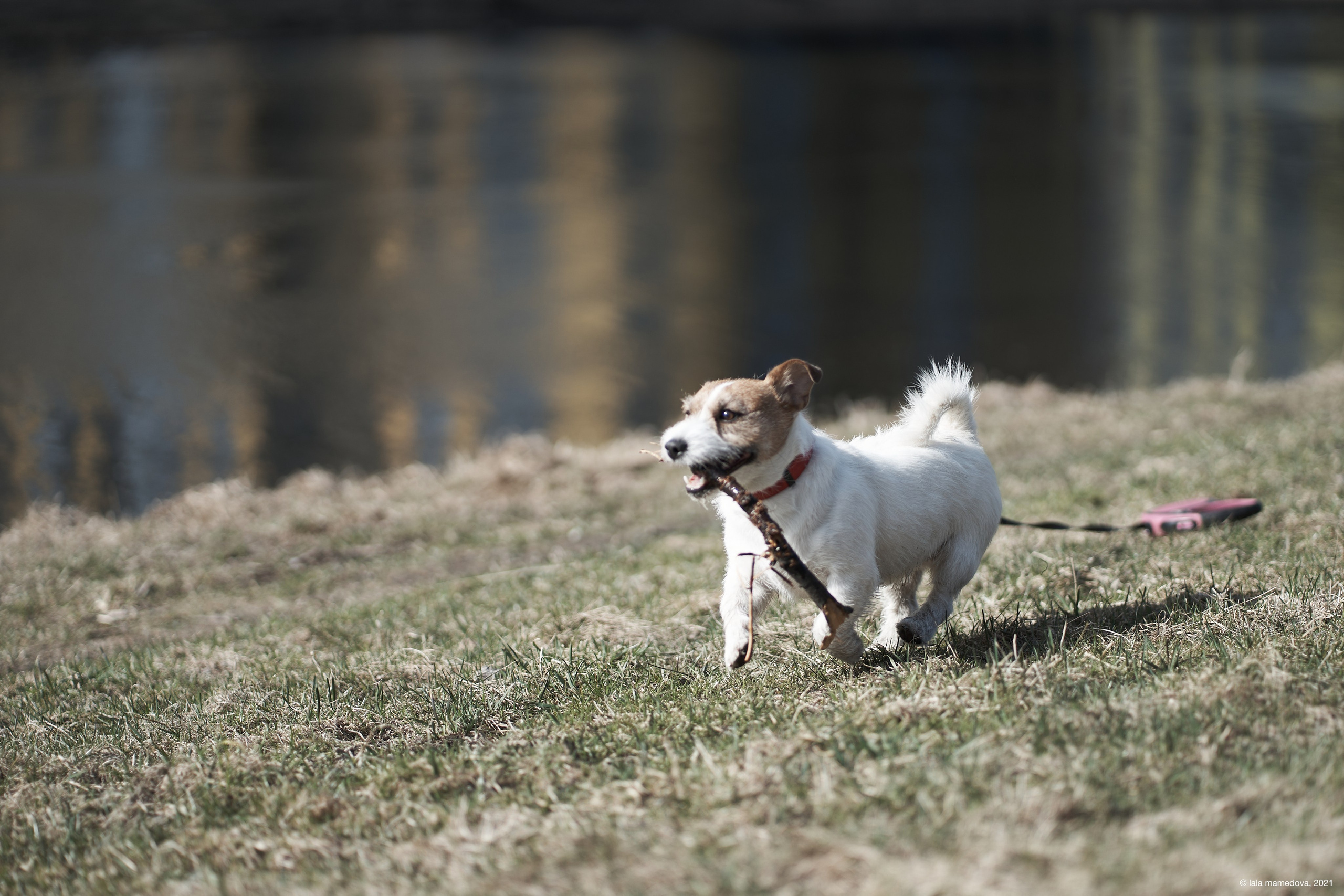 Jack Russell Terrier