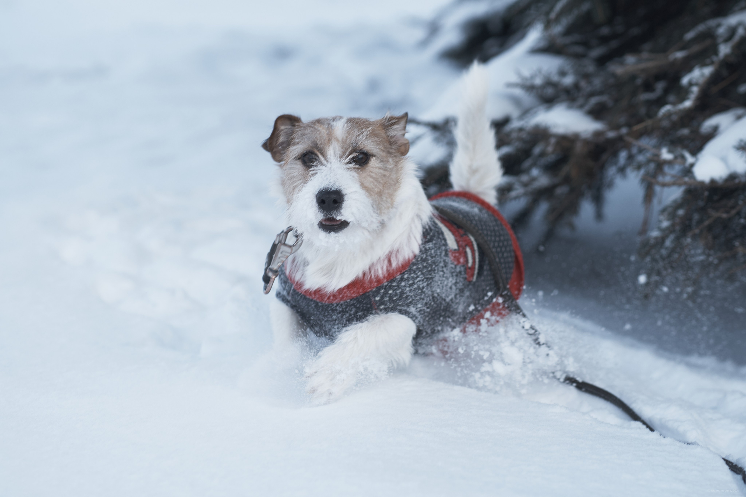 Jack Russell Terrier