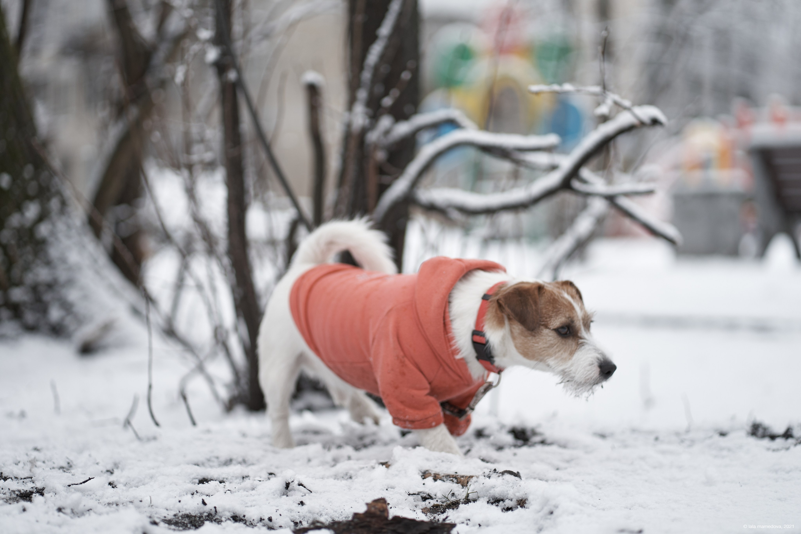 Jack Russell Terrier
