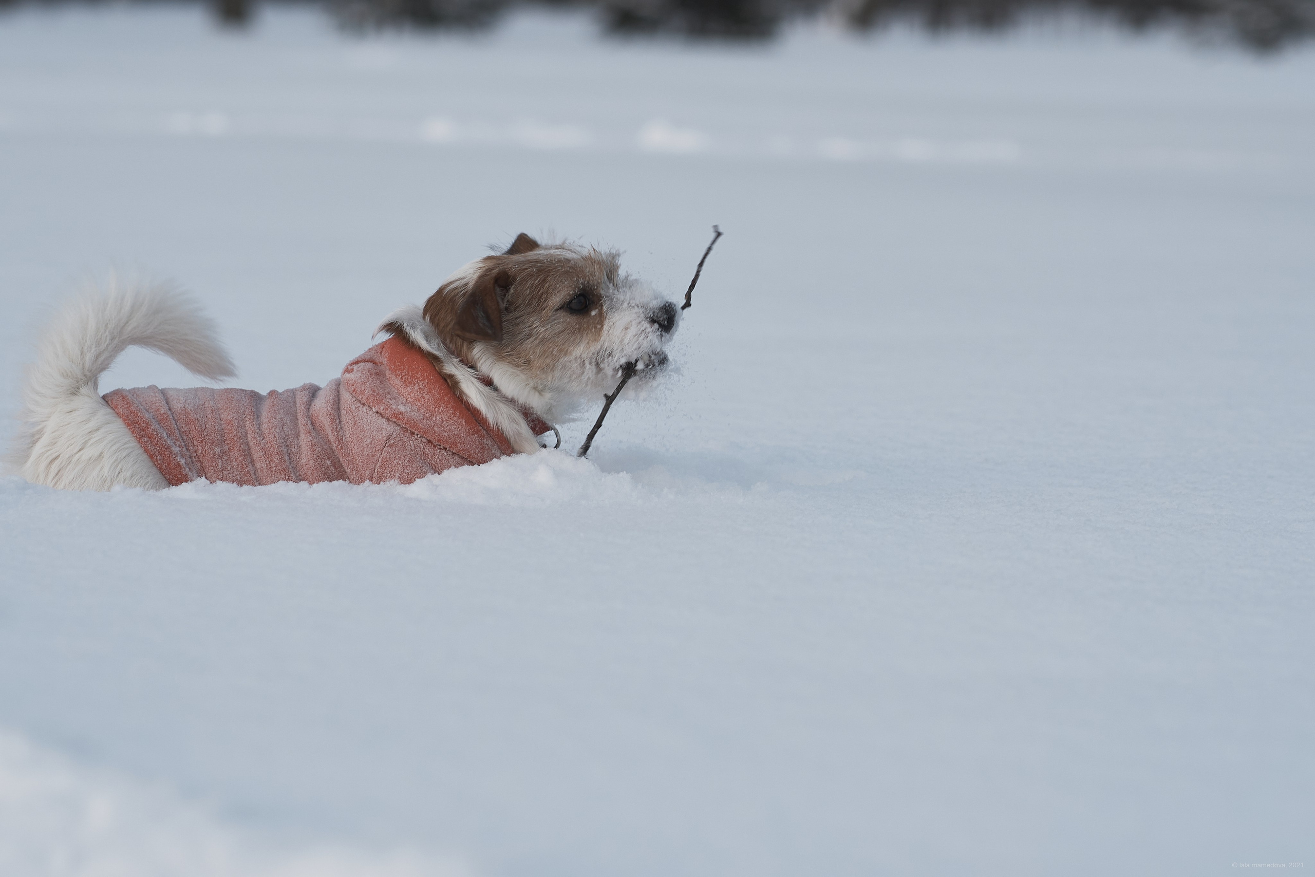 Jack Russell Terrier