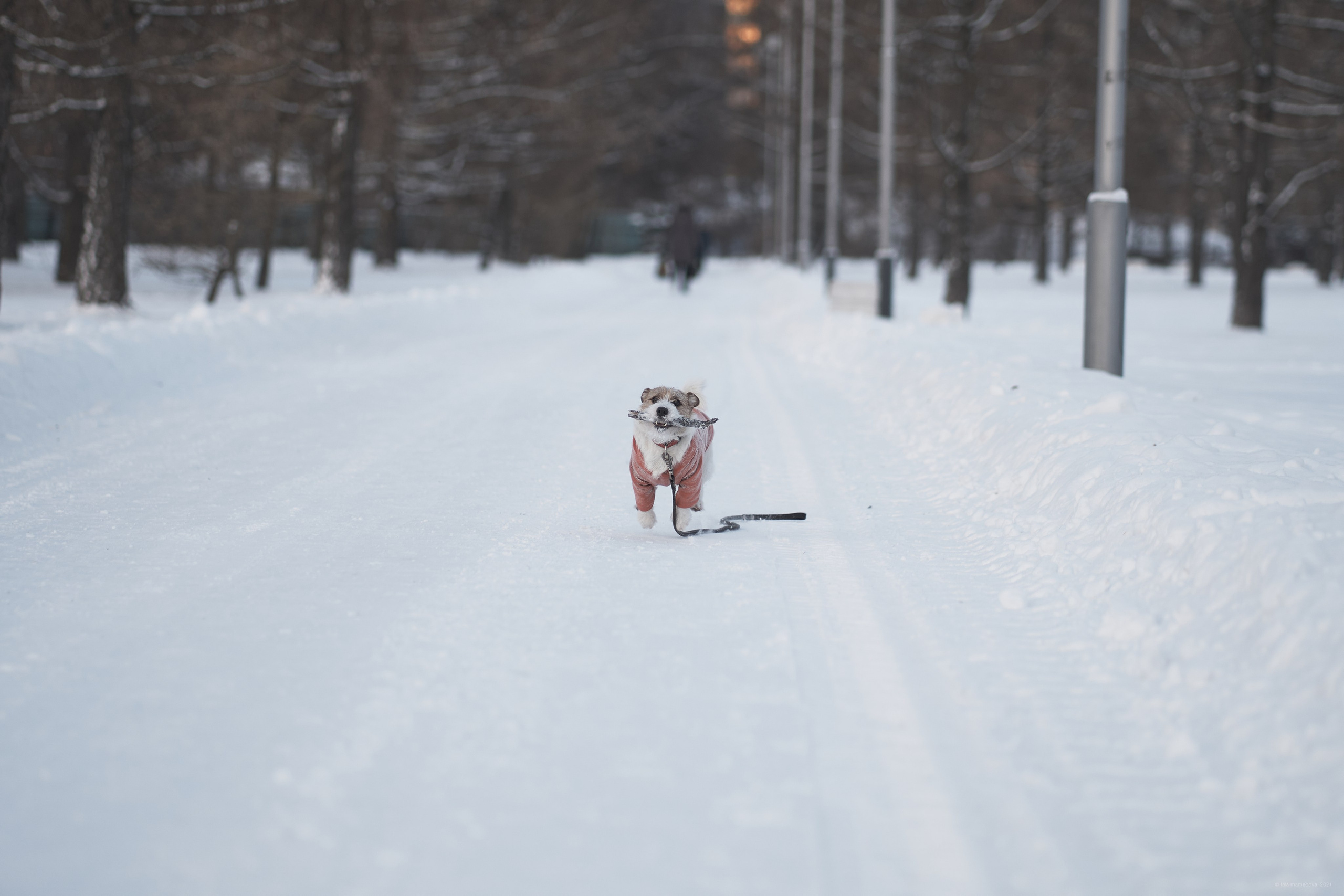 Jack Russell Terrier