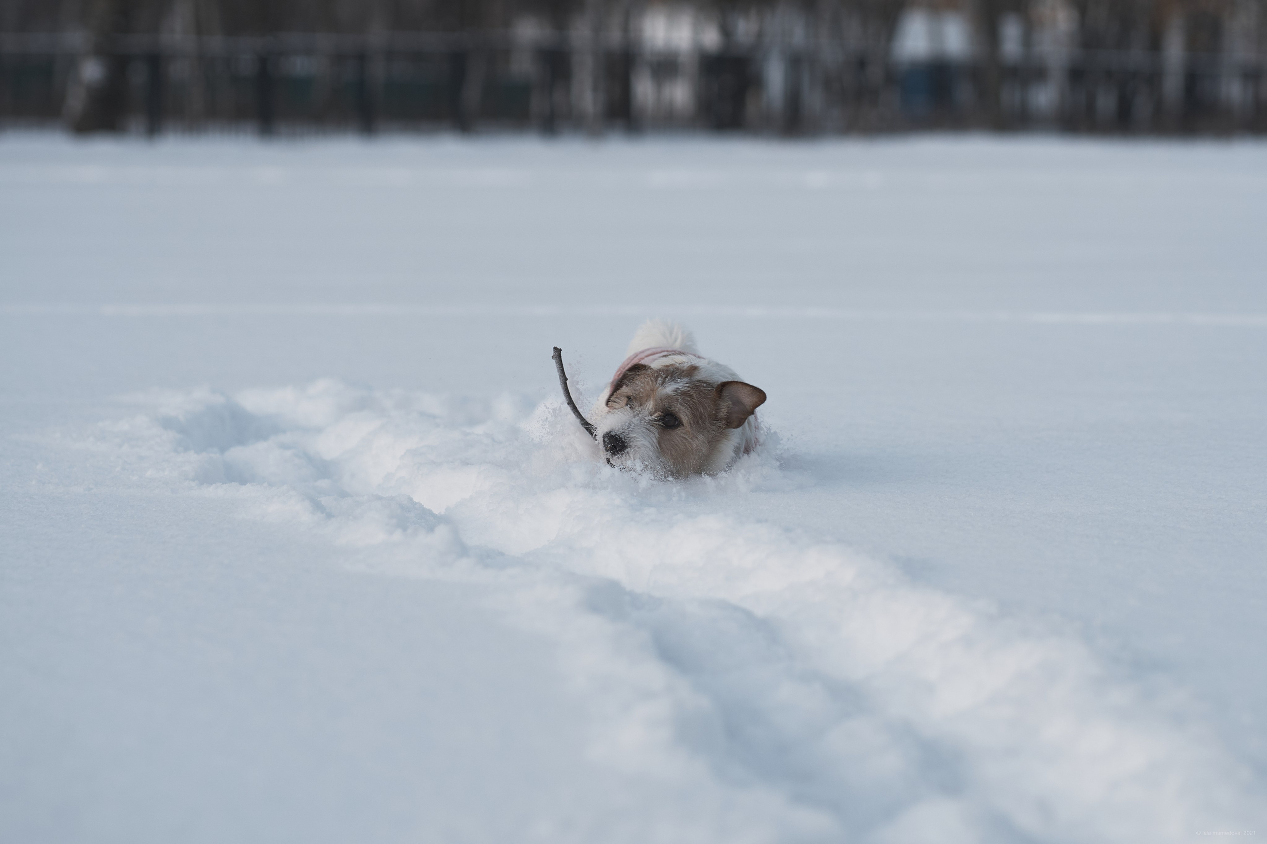 Jack Russell Terrier