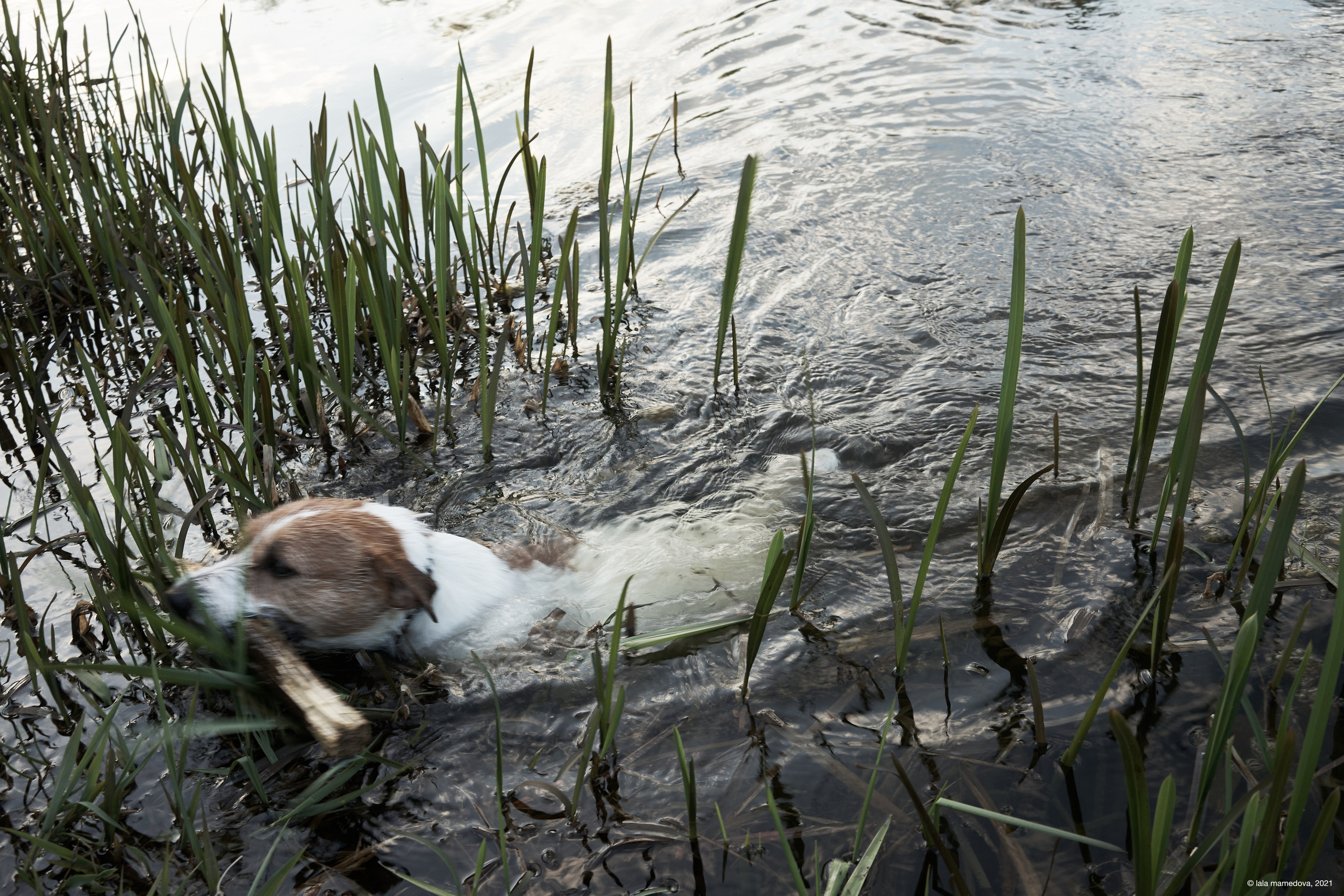 Jack Russell Terrier
