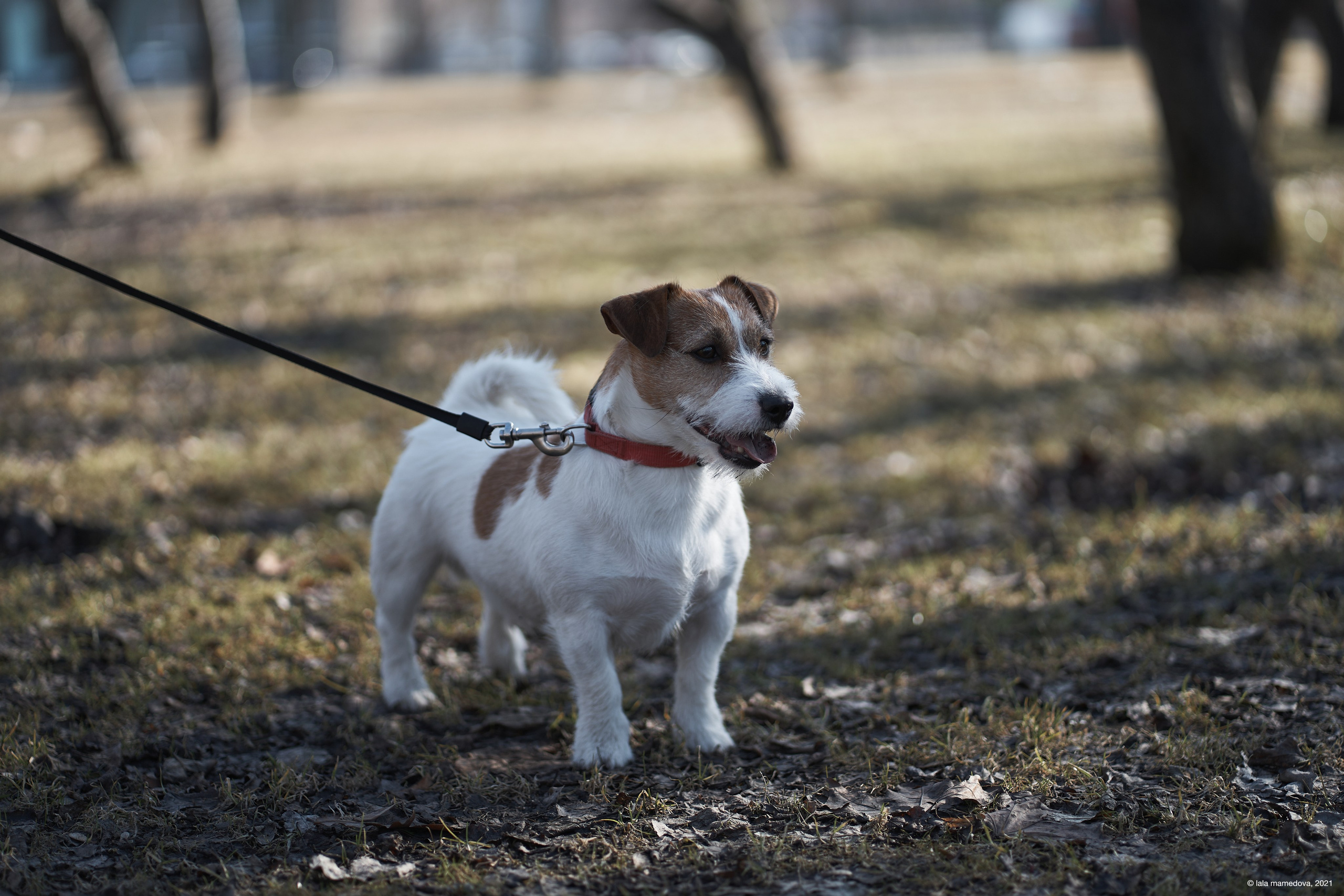 Jack Russell Terrier