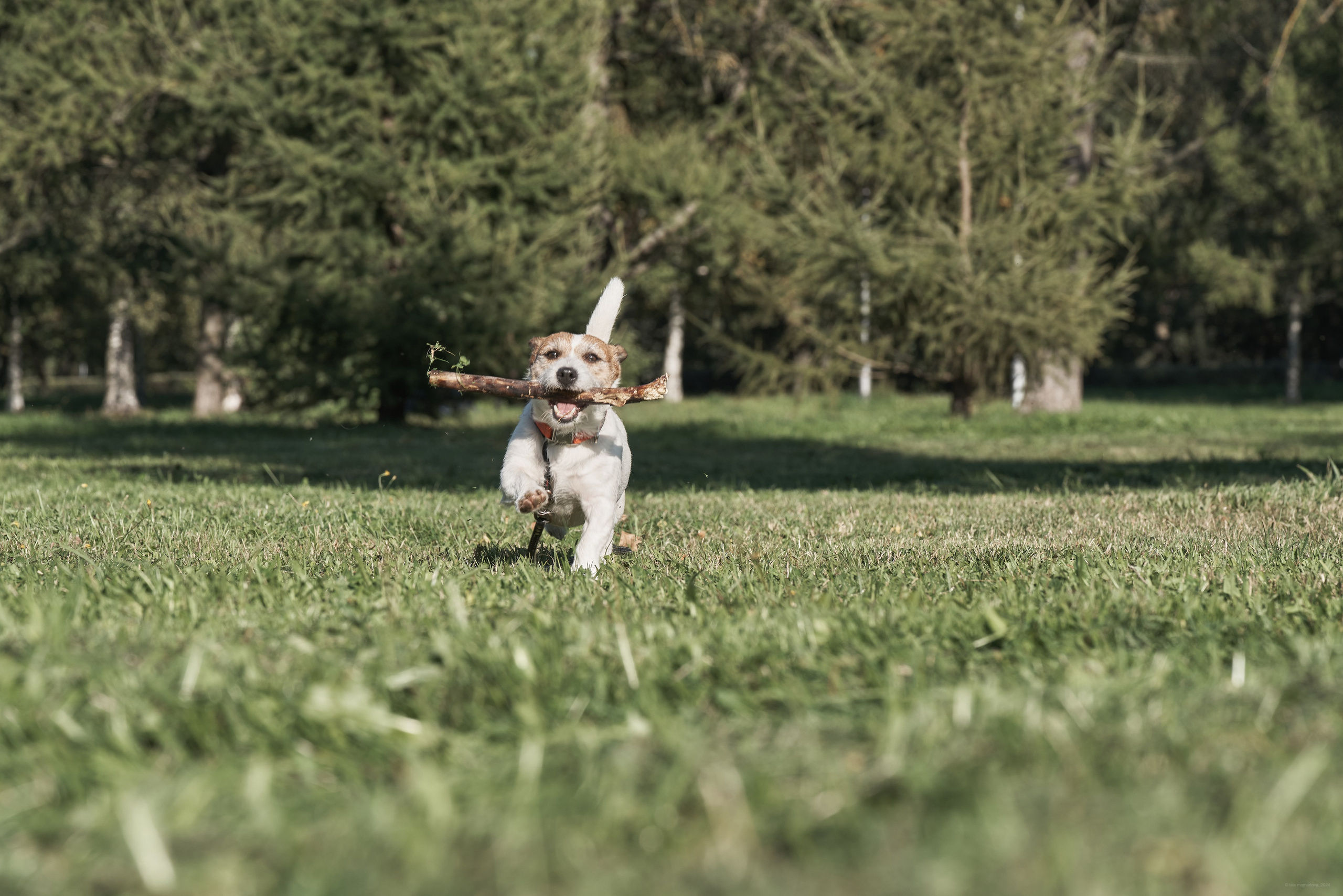 Jack Russell Terrier