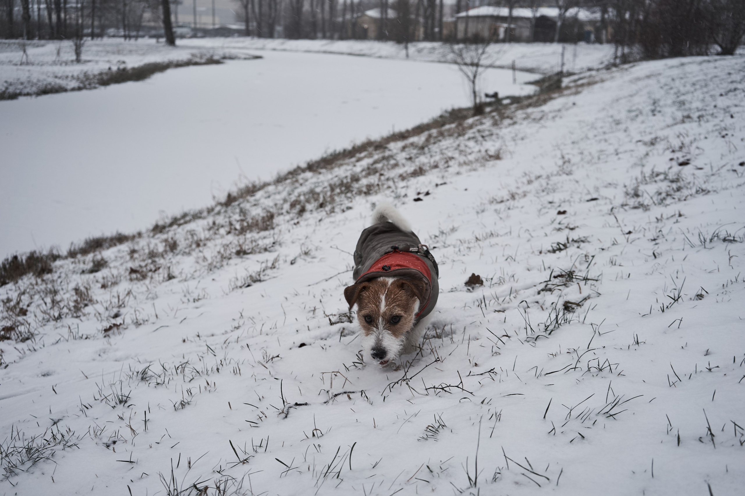 Jack Russell Terrier