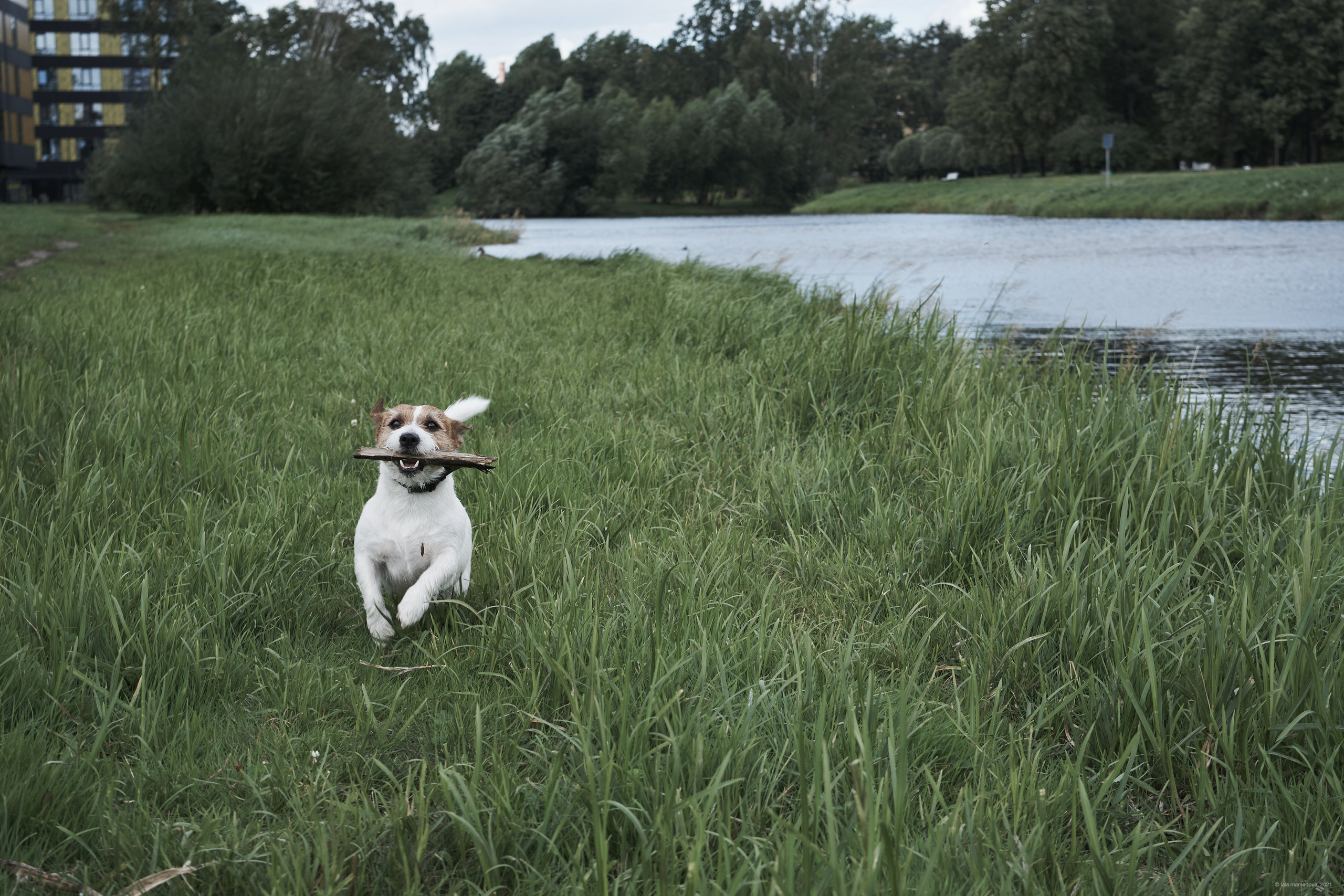 Jack Russell Terrier