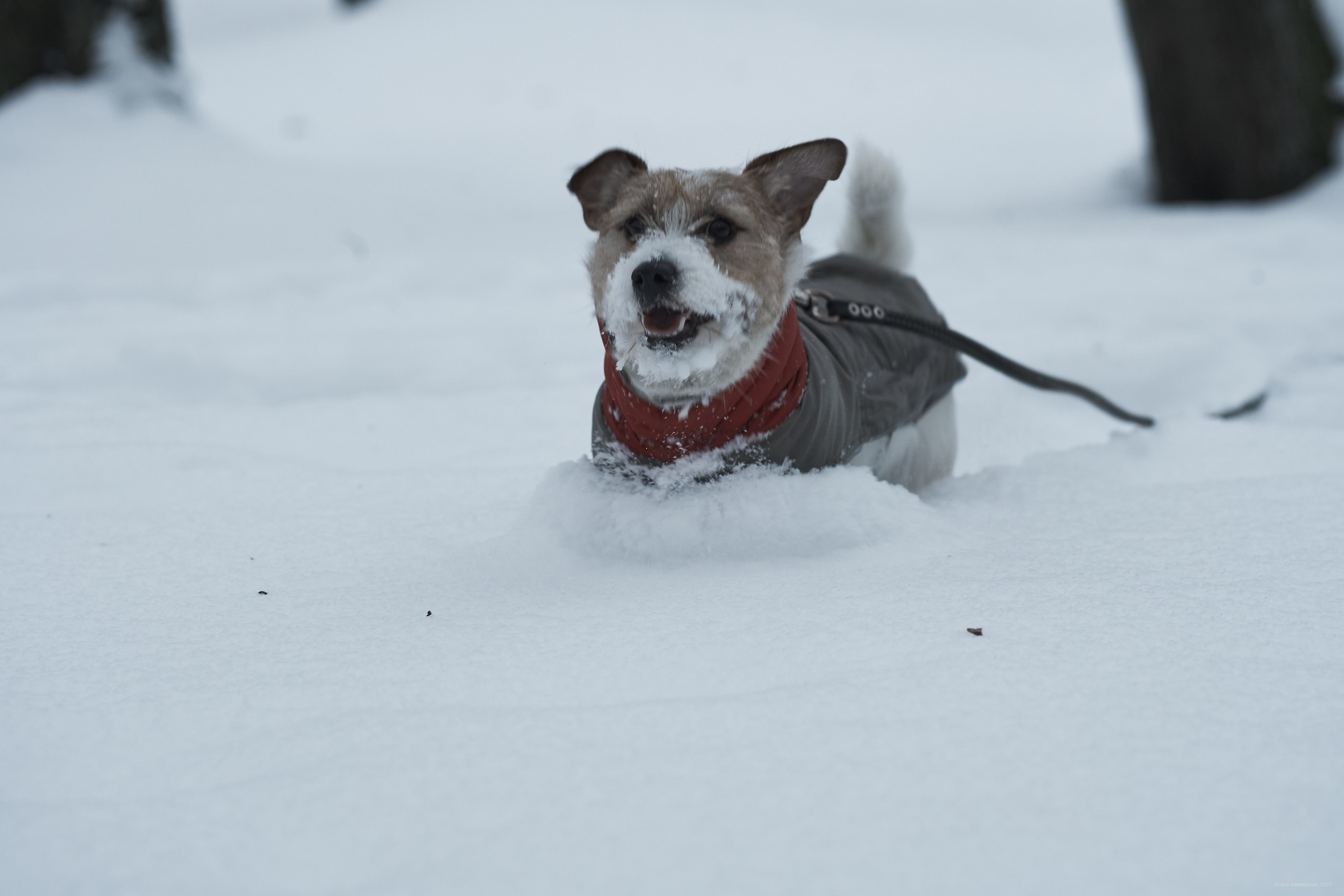 Jack Russell Terrier