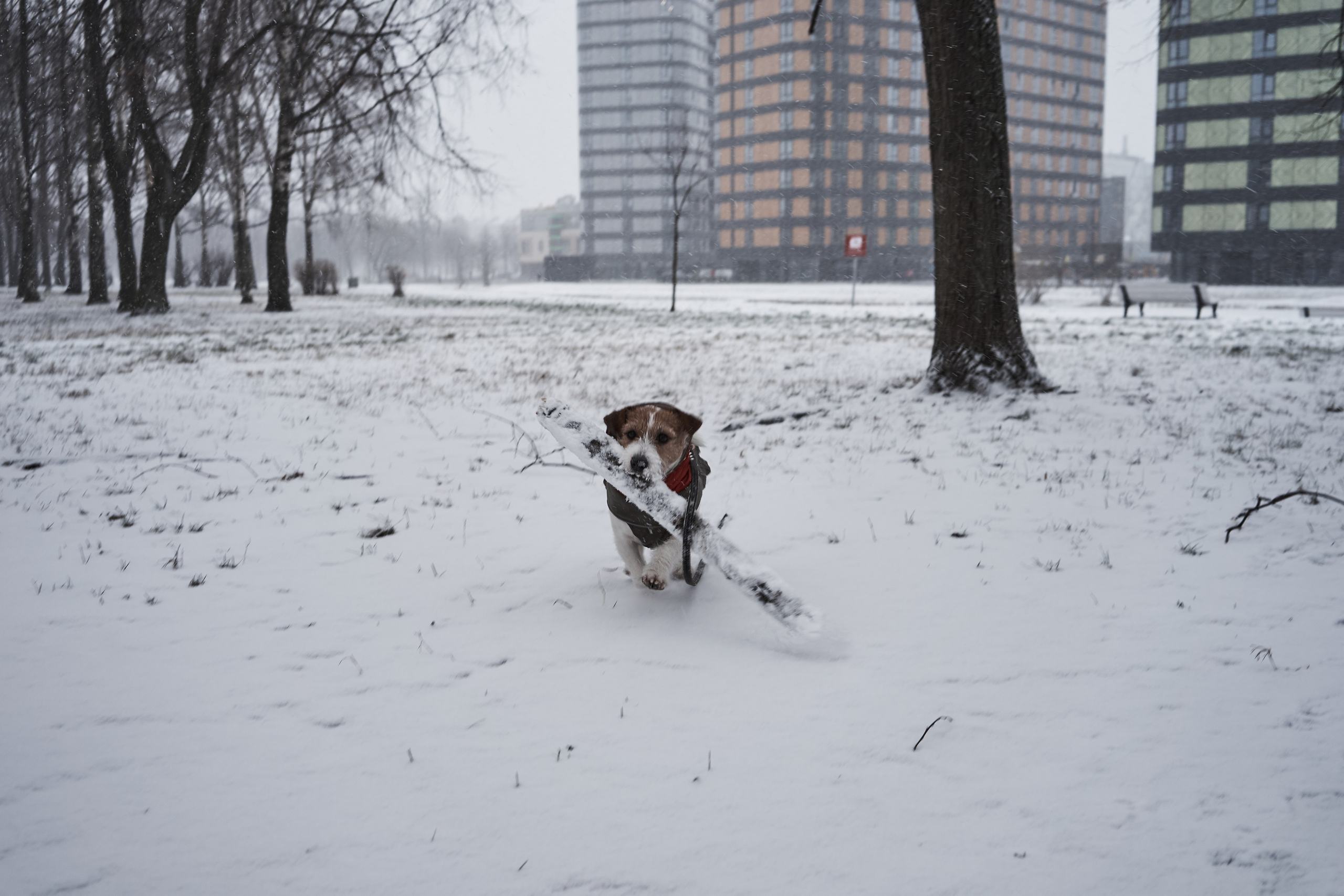 Jack Russell Terrier