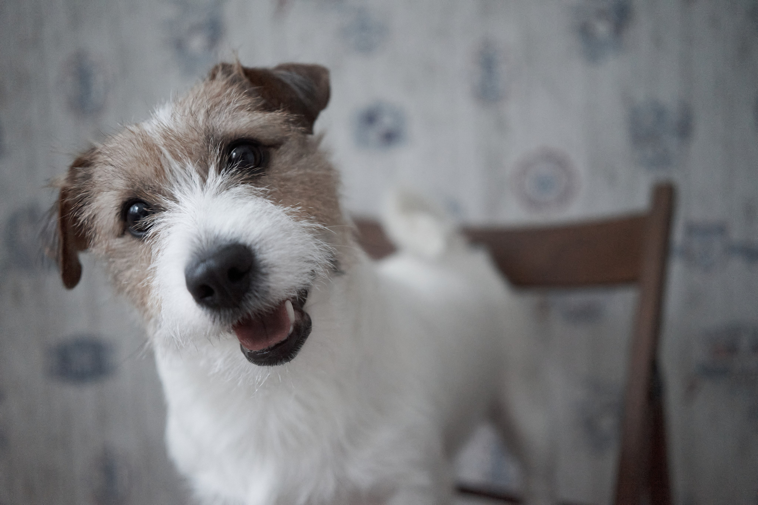 Jack Russell Terrier