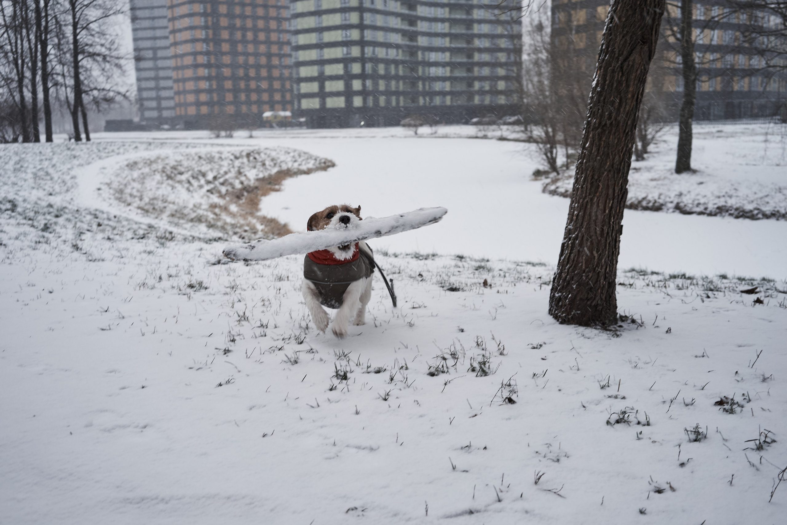 Jack Russell Terrier