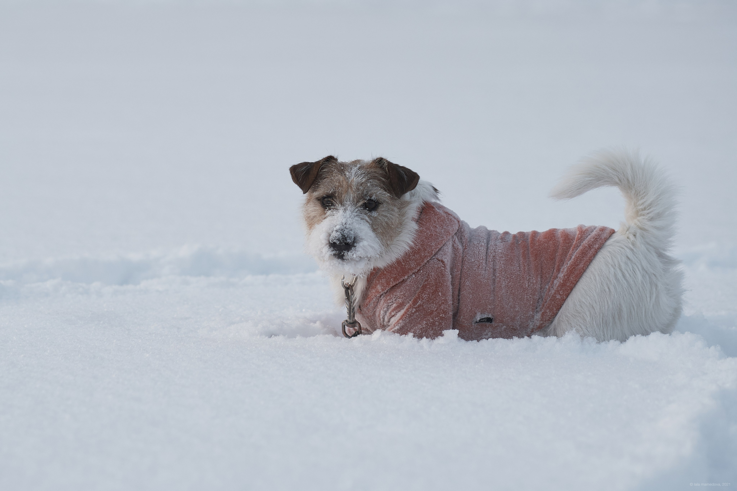 Jack Russell Terrier