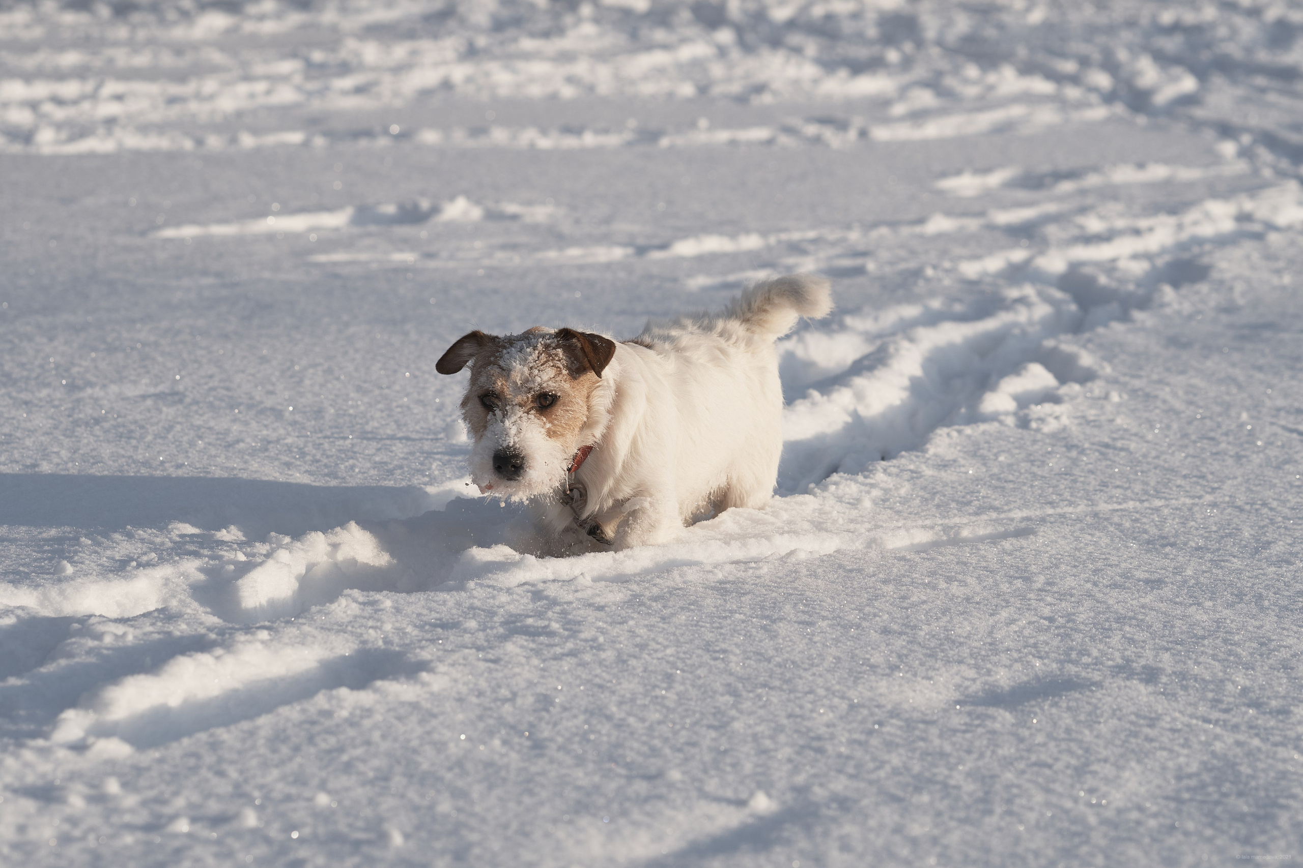 Jack Russell Terrier