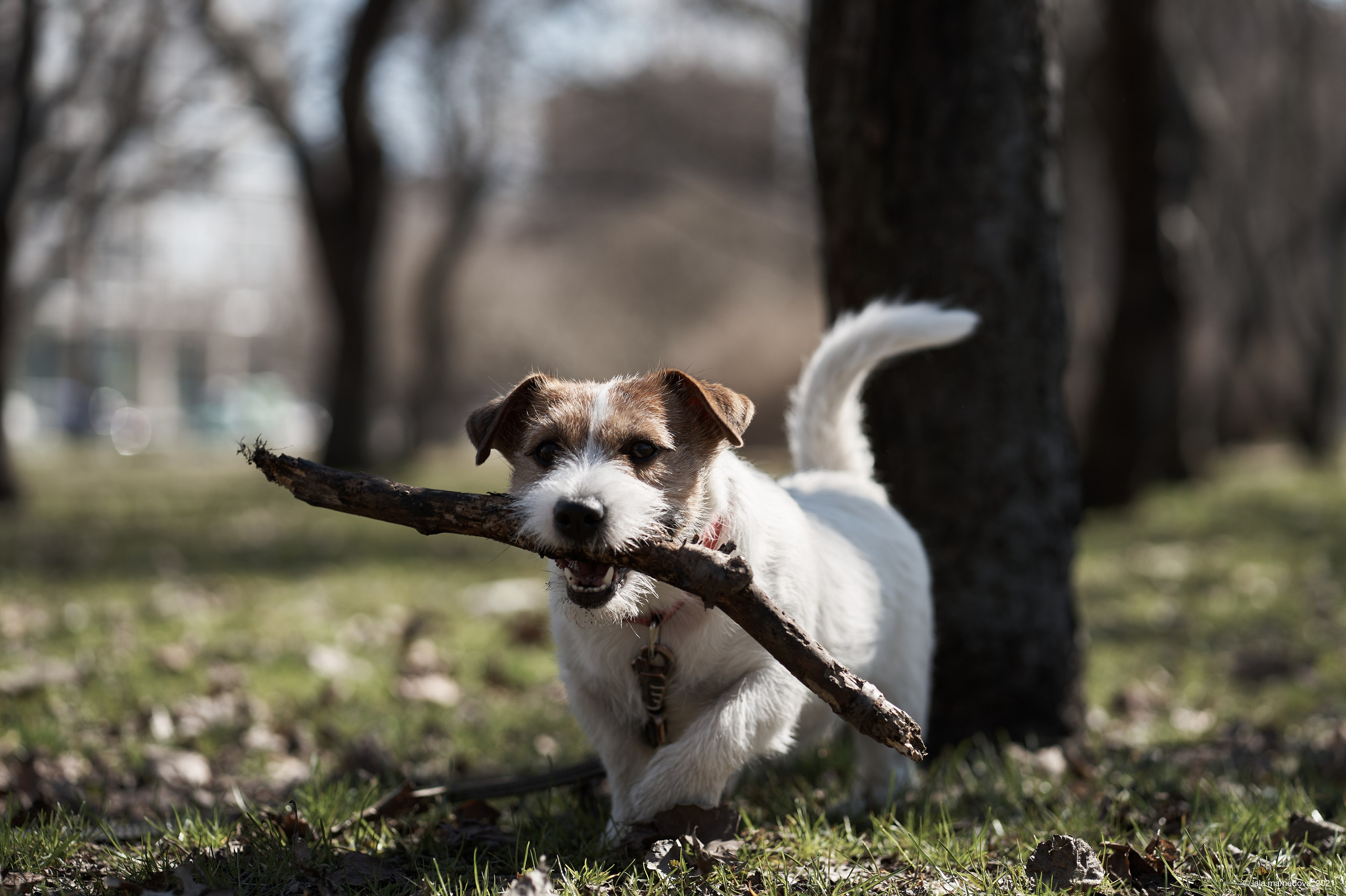 Jack Russell Terrier