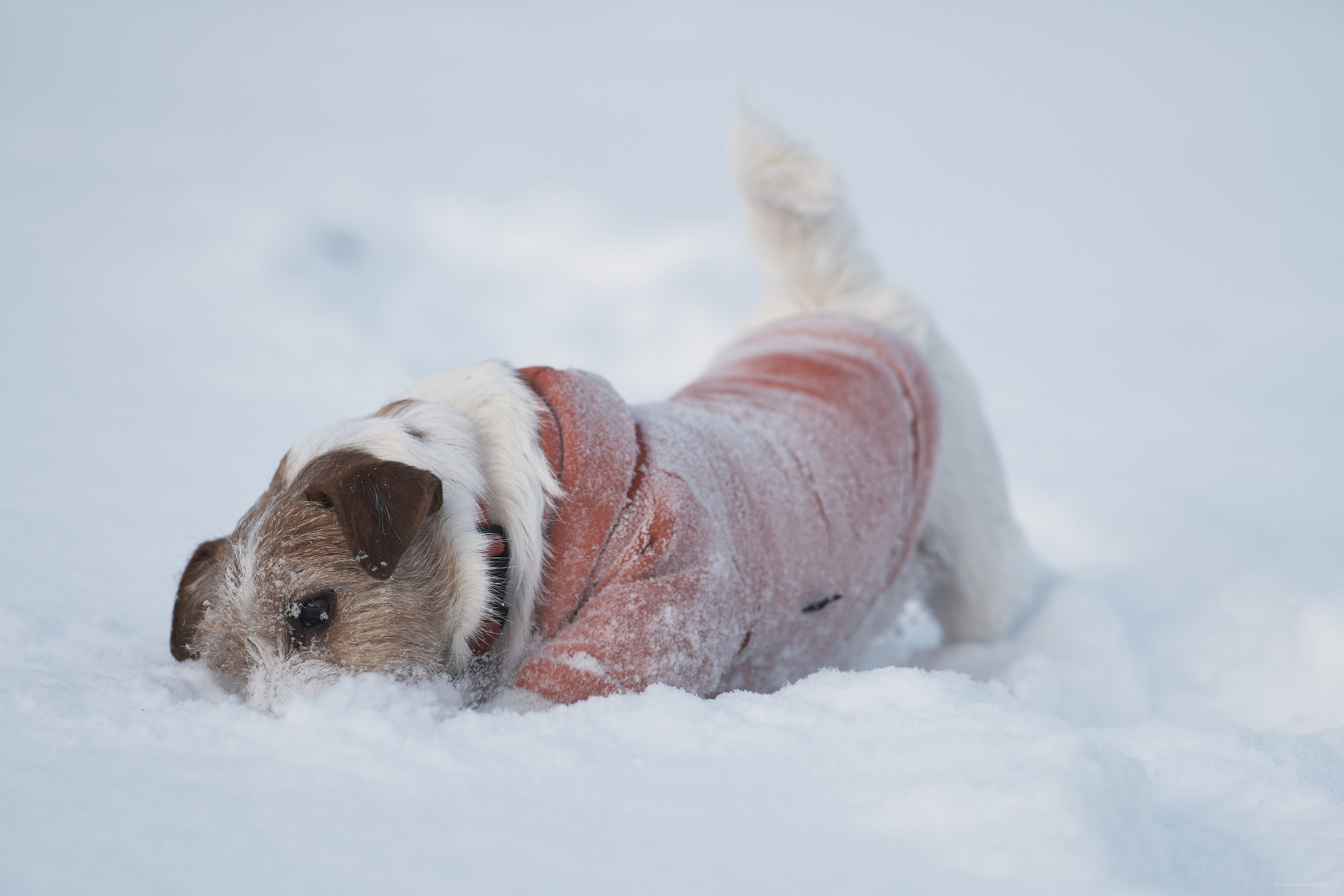 Jack Russell Terrier